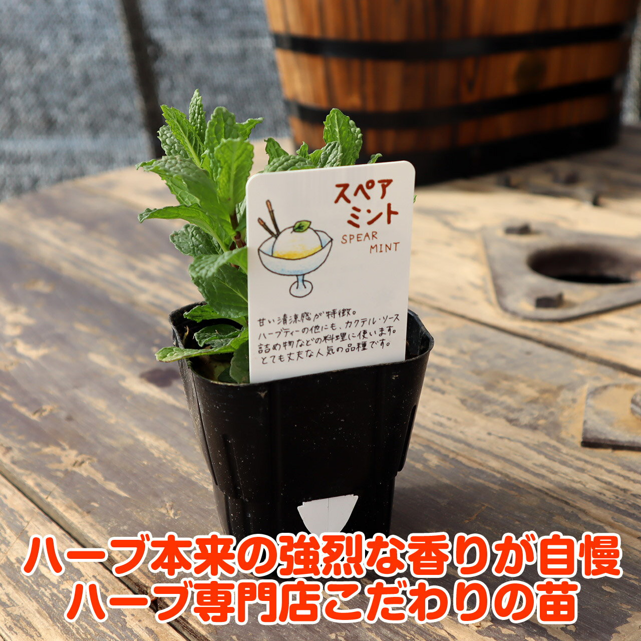 料理 デザート ハーブティに大活躍 秋 ハーブを代表するミント ハーブ本来の香りが自慢のハーブ苗 本日p2倍 簡単 ハーブ 苗 セット 種類 スペアミント 30個 送料無料 ハーブティー ハッカ油 虫除け グリーン 鉢植え 栽培方法 育て方 使い方 選び方 種類 花苗 簡単