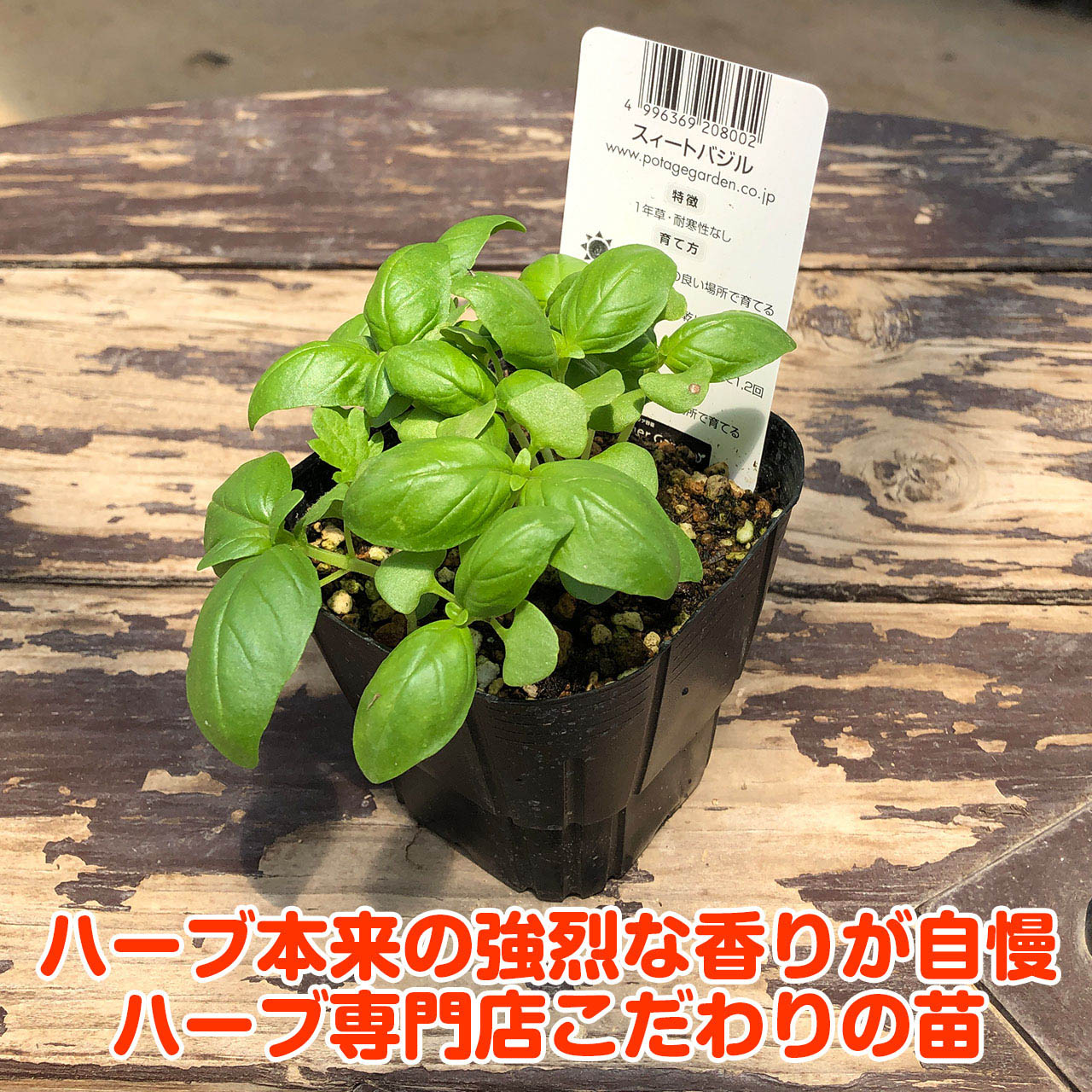 市場 送料無料 ガーデン バジルライトドライ バジル グルメ ライトドライ 市場 送料無料 ガーデン バジルライトドライ バジル グルメ ライトドライ