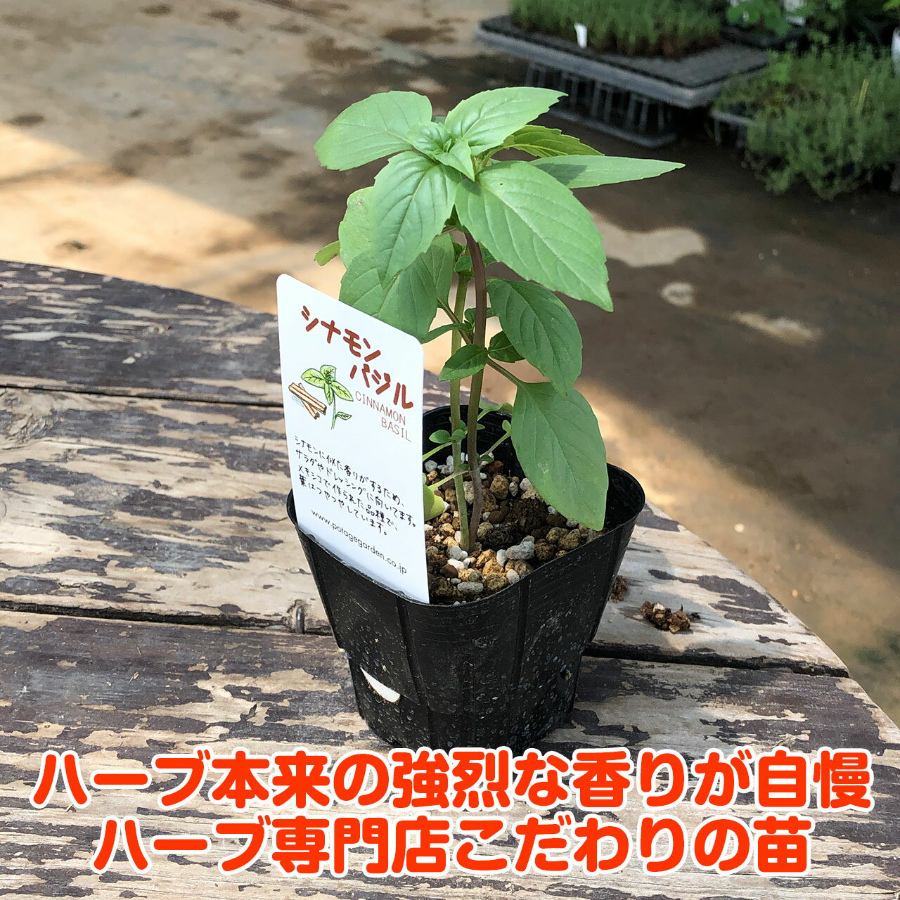 【本日P2倍】 ハーブ 苗 シナモンバジル（ハーブティー ハーブガーデン 栽培キット...