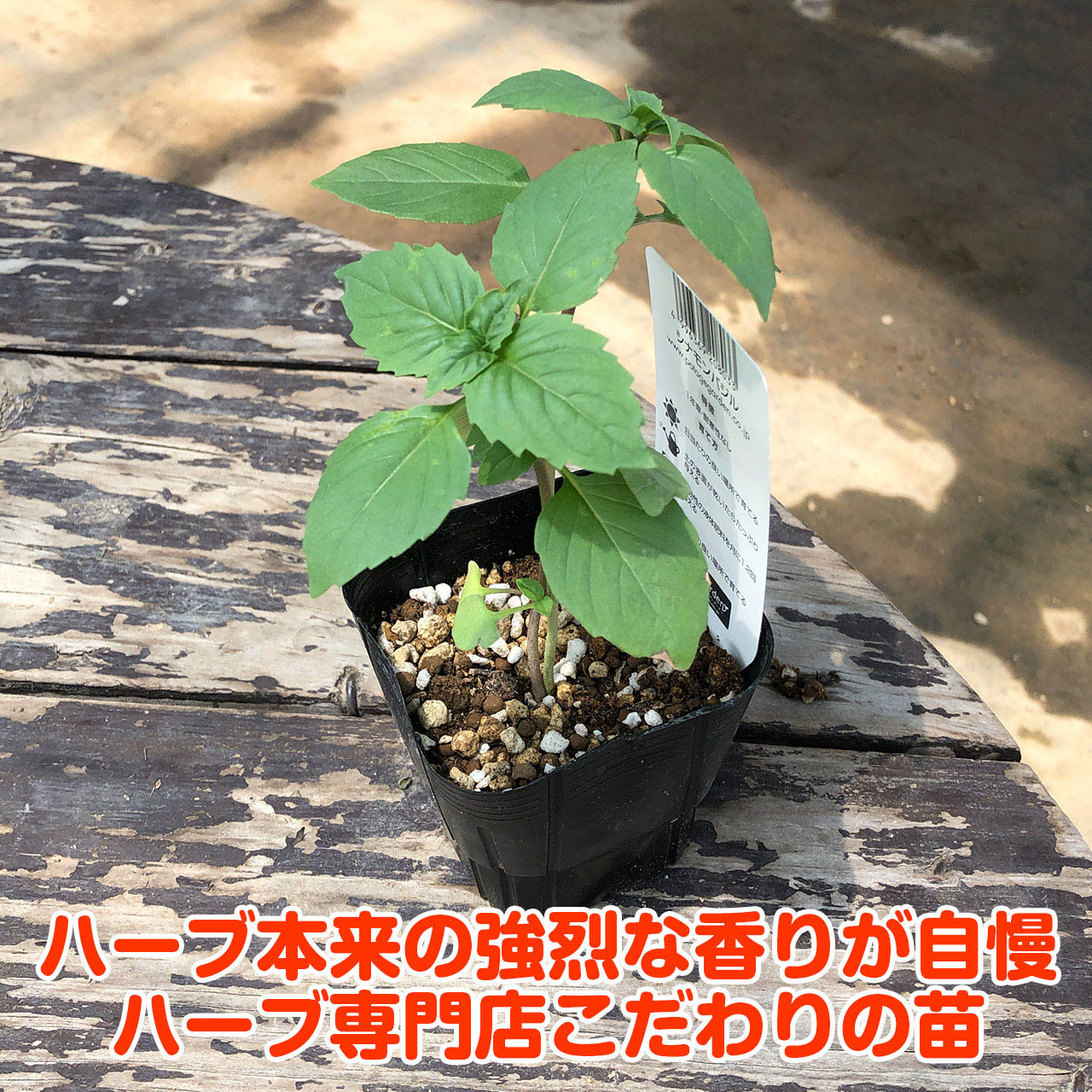 【本日P2倍】 ハーブ 苗 シナモンバジル（ハーブティー ハーブガーデン 栽培キット...