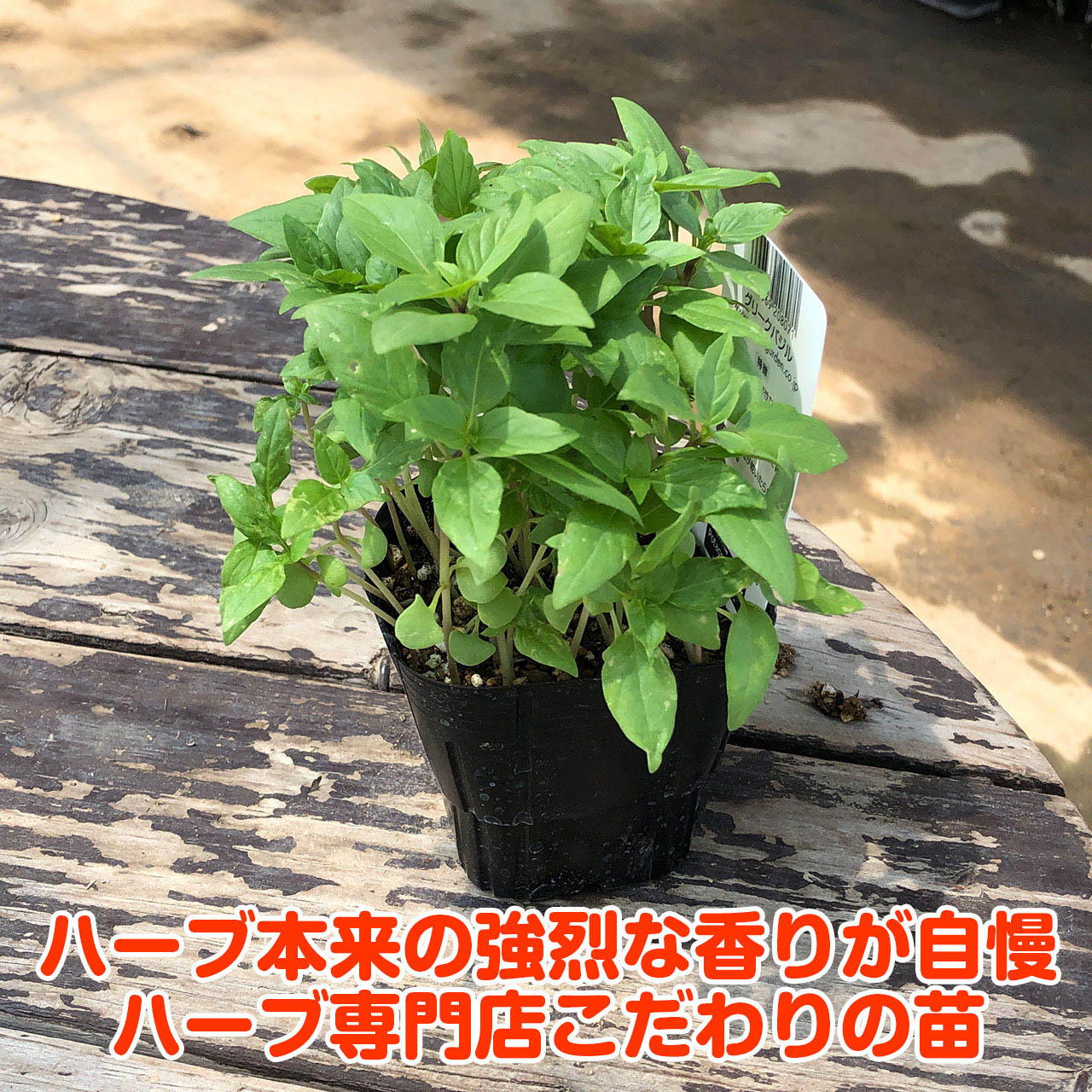 【本日P2倍】 ハーブ 苗 グリークバジル（ハーブティー ハーブガーデン 栽培キット...