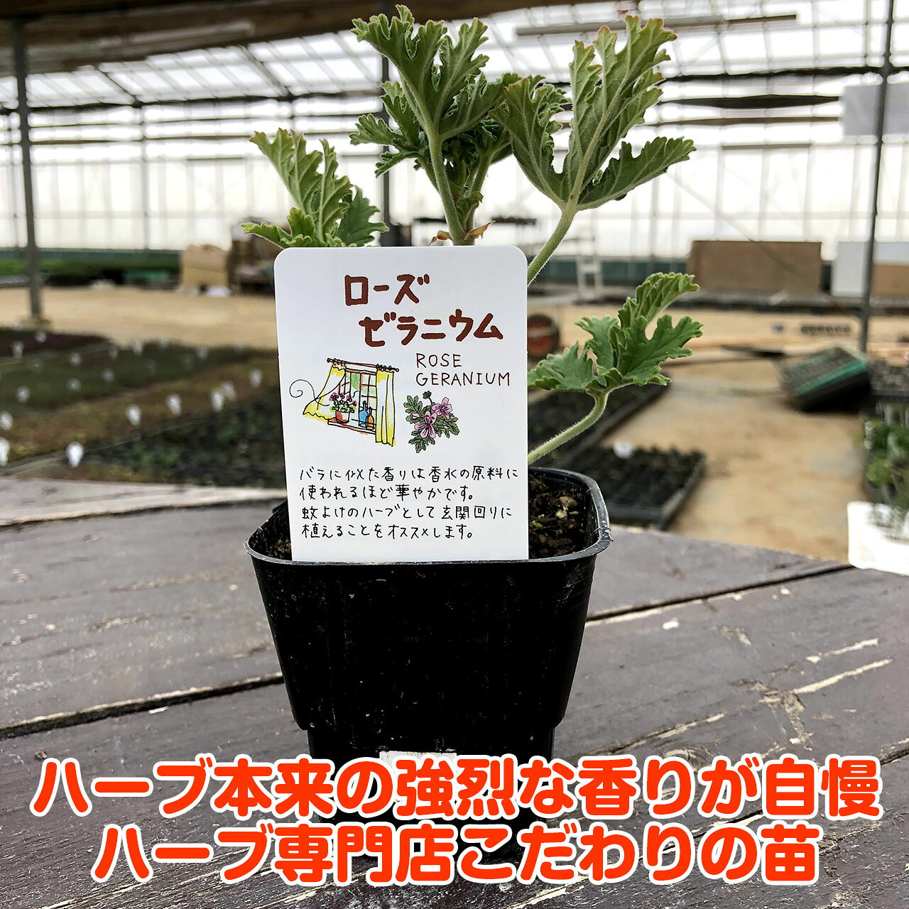 【本日P2倍】 ハーブ 苗 ローズゼラニウム（ハーブティー ハーブガーデン 栽培キット 花苗 ガーデニング ドライハーブ セット 室内 プランター 寄せ植え ティーバッグ ハーブウォーター 乾燥 料理 プランター 家庭菜園 キット） potager-10000161 ハーブ苗のポタジェガーデン サンプル画像3