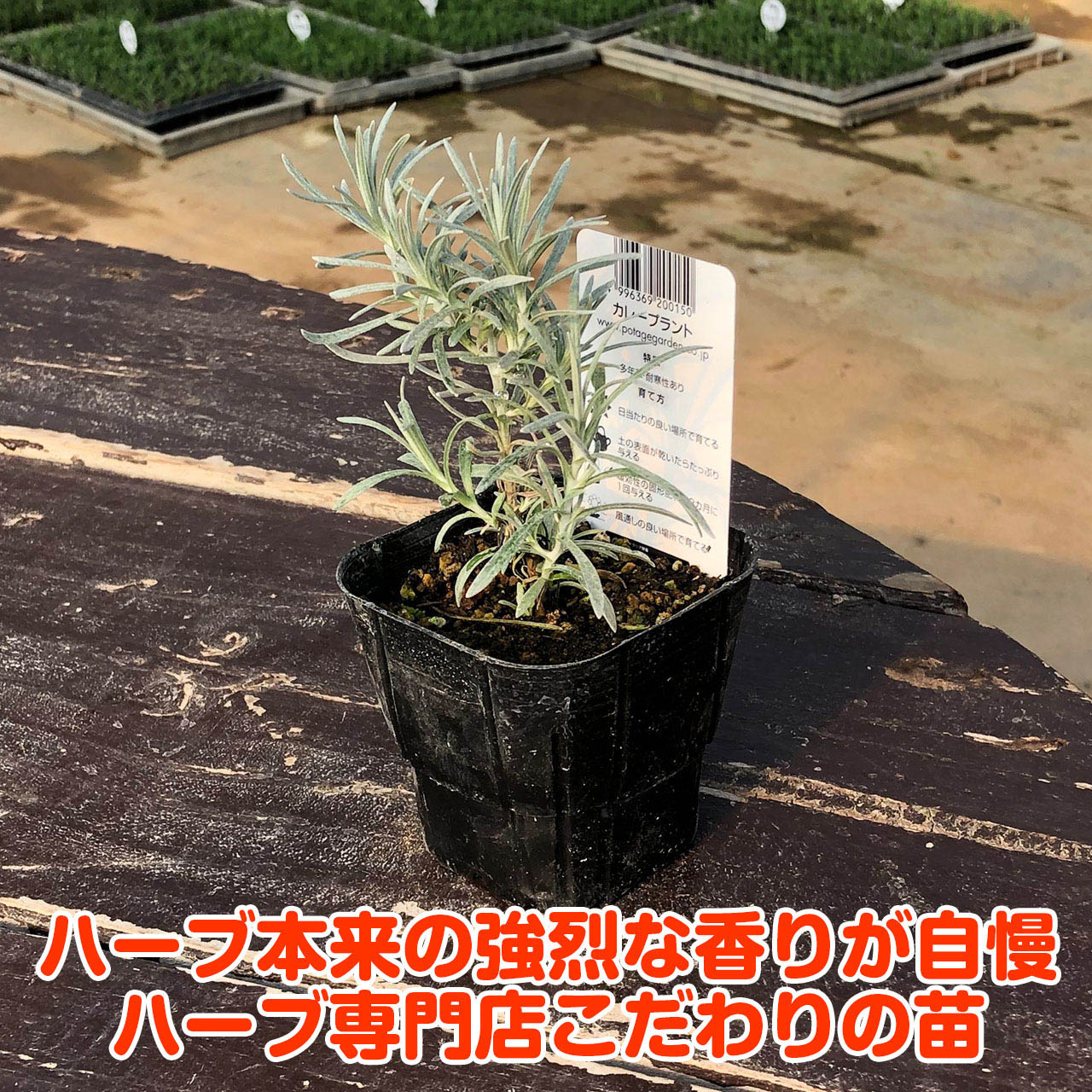 ハーブ本来の香りが自慢のハーブ苗 再再販 カレーの香りがする不思議なハーブです ハーブ 苗 カレープラント ハーブティー 栽培キット 寄せ植え 鉢植え タイム 乾燥 ドライハーブ 種 室内 ハーブガーデン かわいい ハーブの土 ラベンダー 苗木 観葉植物 ハーブミックス