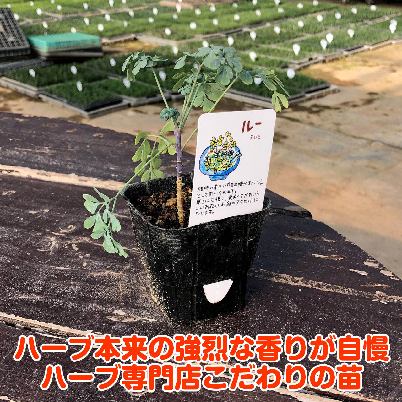 ハエや猫よけハーブとして有名です 柑橘系の香りの黄色い花を咲かせます ハーブ 苗 ルー 特別訳あり特価 ハーブティー 栽培キット 寄せ植え 鉢植え タイム 乾燥 ドライハーブ 種 かわいい プランター セット ラベンダー 花苗 苗木 室内 ハーブの土 観葉植物 ハーブ