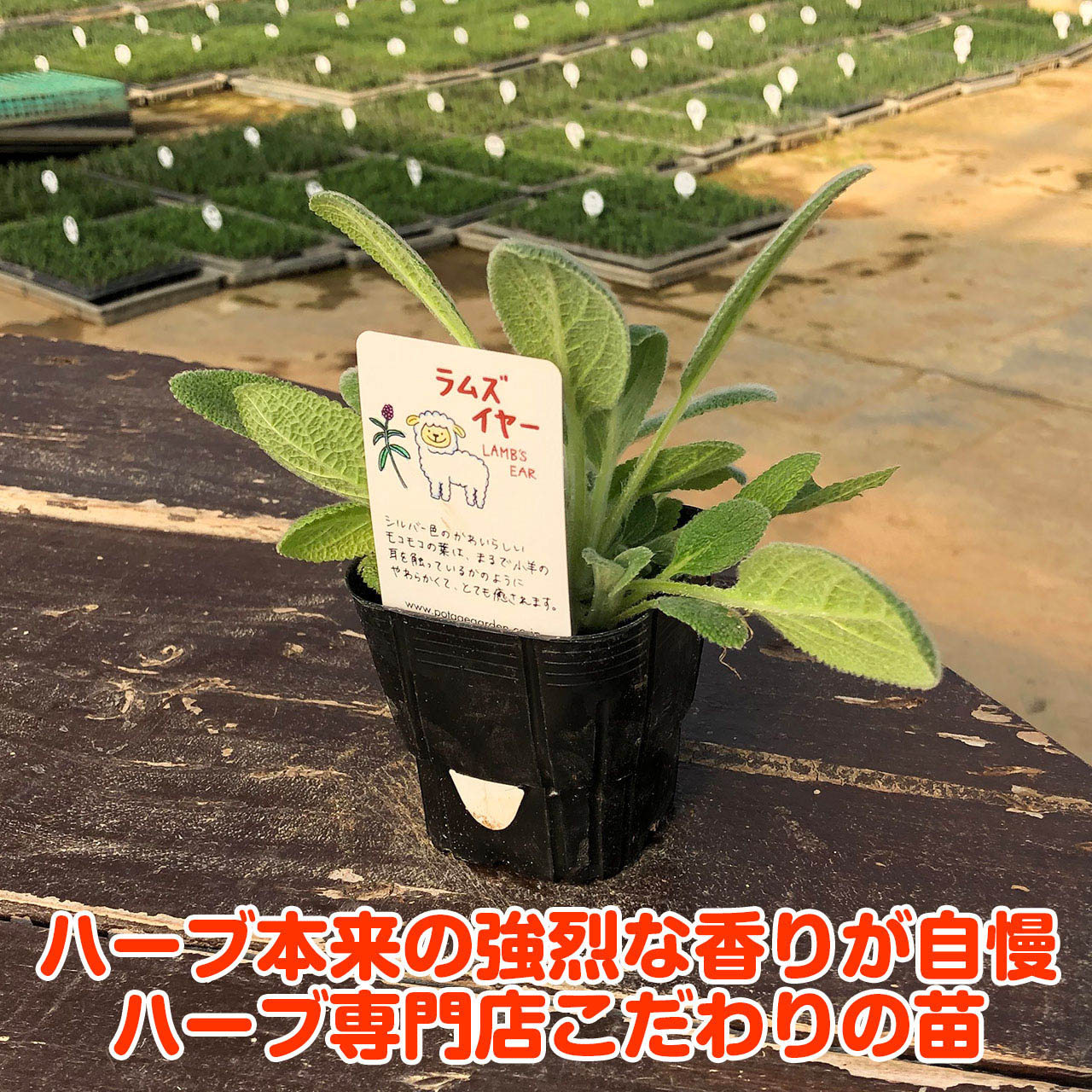 【本日P2倍】 ハーブ 苗 ラムズイヤー（ハーブティー 栽培キット 寄せ植え 鉢植え ...