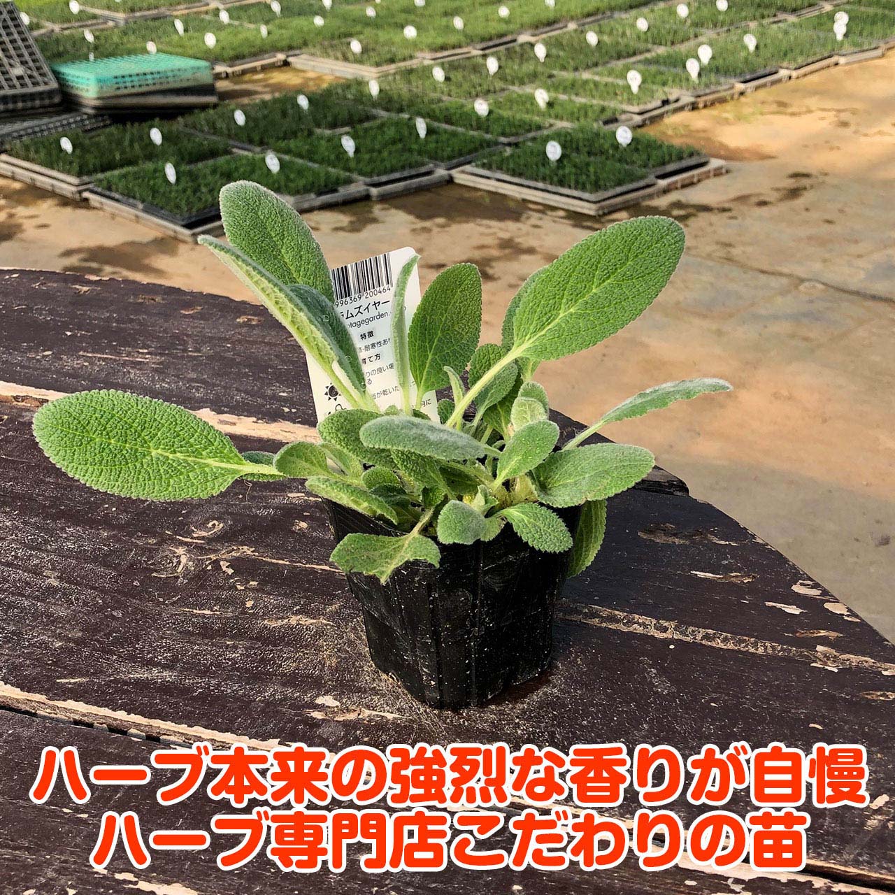【本日P2倍】 ハーブ 苗 ラムズイヤー（ハーブティー 栽培キット 寄せ植え 鉢植え ...
