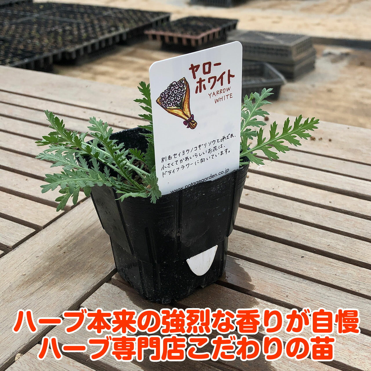 【本日P2倍】 ハーブ 苗 ヤロー ホワイト ヤロウ（ハーブティー ハーブガーデン 栽...