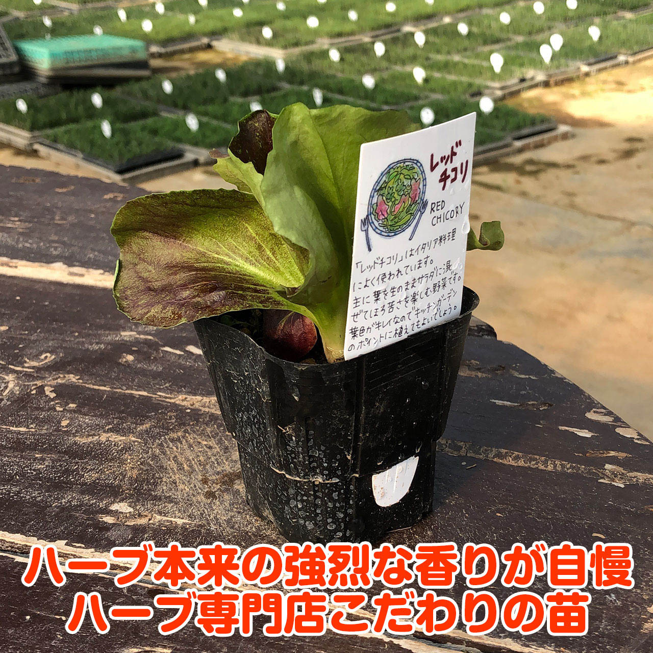 ������P2�ܡ� ��� �� ��åɥ�����ʥϡ��֥ƥ��� ���ݥ��å� �󤻿��� ȭ���� ������ ���� �ɥ饤�ϡ��� ���å� ���� �ץ�󥿡� �� ��٥���� ���� ���� ���տ�ʪ �ϡ��֥����ǥ� �ϡ��֥ߥå��� �ϡ��֤��� ���襤����