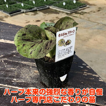 【本日P2倍】野菜 苗 カステルフランコ（ハーブティー 栽培キット 寄せ植え 鉢植え タイム 乾燥 ドライハーブ セット 室内 プランター 種 ラベンダー 苗木 花苗 観葉植物 ハーブガーデン ハーブミックス ハーブの土 かわいい）