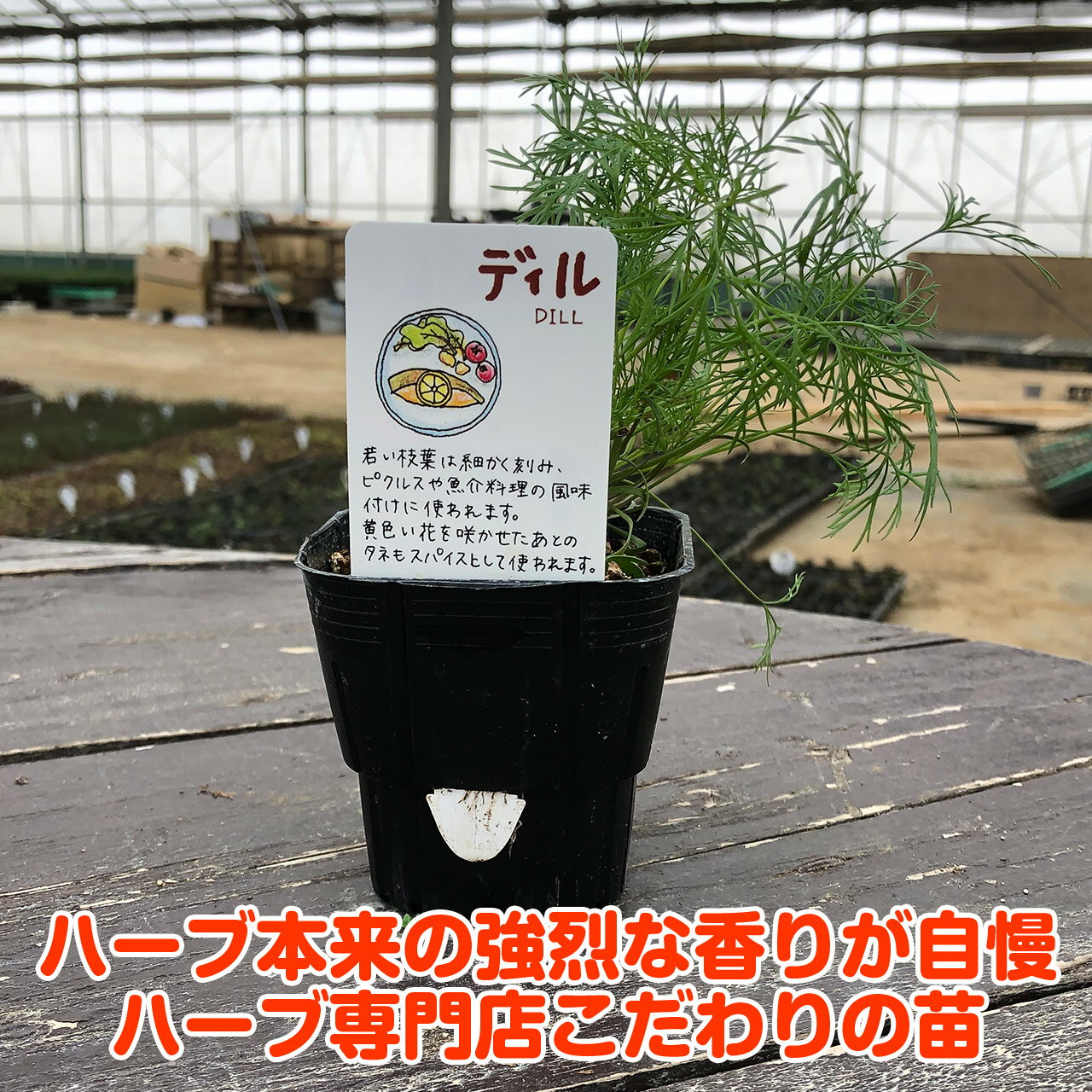 楽天市場 本日p2倍 Tv紹介商品 ハーブ 苗 ディル ハーブティー ハーブガーデン 栽培キット 花苗 ガーデニング ドライハーブ セット 室内 プランター 寄せ植え ティーバッグ ハーブウォーター 乾燥 料理 プランター 家庭菜園 キット Dill ハーブ苗のポタジェ