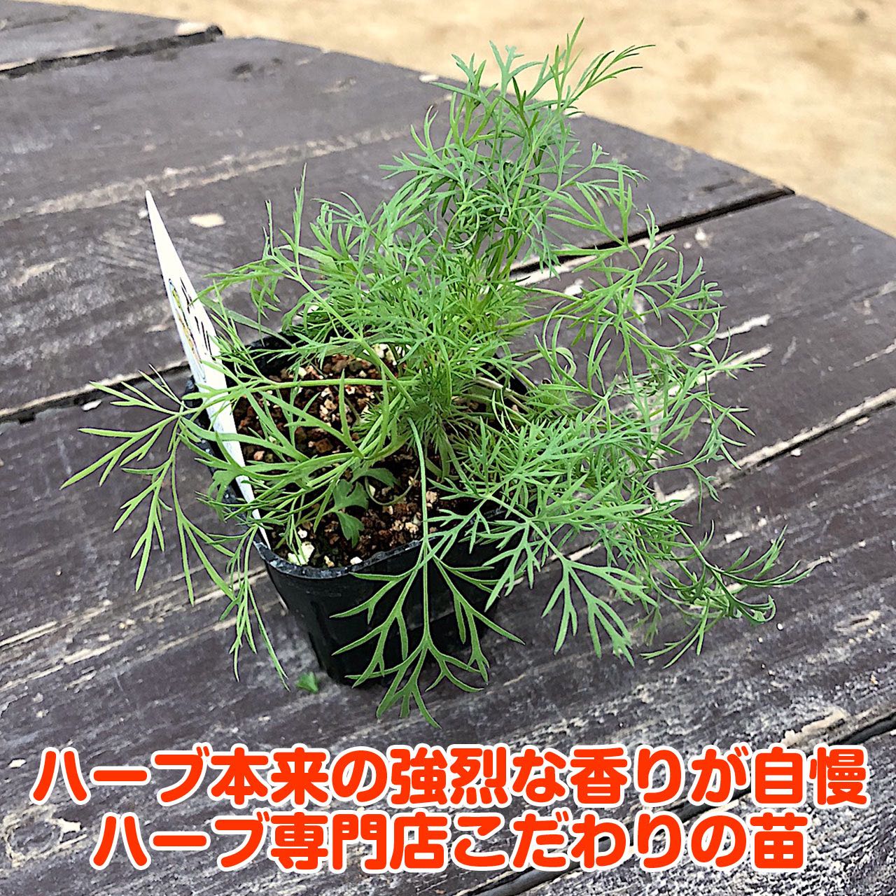 楽天市場 本日p2倍 日テレ紹介商品 ハーブ 苗 ディル ハーブティー ハーブガーデン 栽培キット 花苗 ガーデニング ドライハーブ セット 室内 プランター 寄せ植え ティーバッグ ハーブウォーター 乾燥 料理 プランター 家庭菜園 キット Dill ハーブ苗のポタジェ