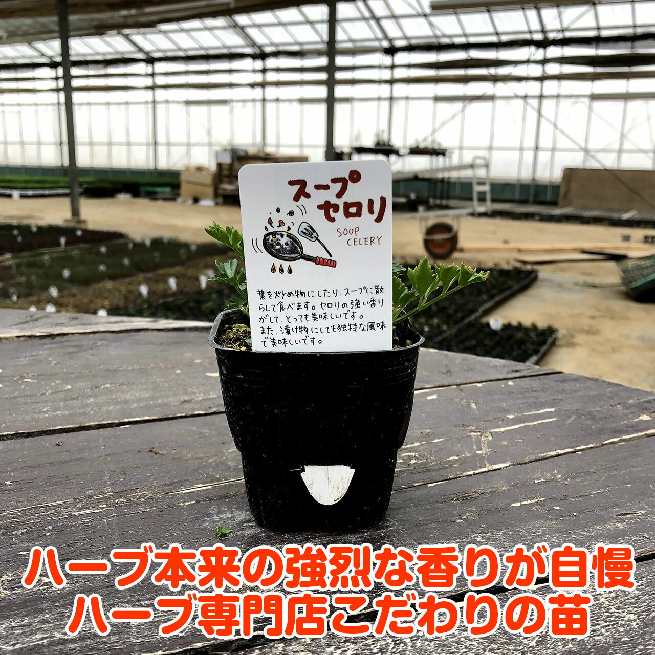 ������P2�ܡ� �ϡ��� �� �����ץ�����ʥϡ��֥ƥ��� ���ݥ��å� �󤻿��� ȭ���� ������ ���� �ɥ饤�ϡ��� ���å� ���� �ץ�󥿡� �� ��٥���� ���� ���� ���տ�ʪ �ϡ��֥����ǥ� �ϡ��֥ߥå��� �ϡ��֤��� ���襤����