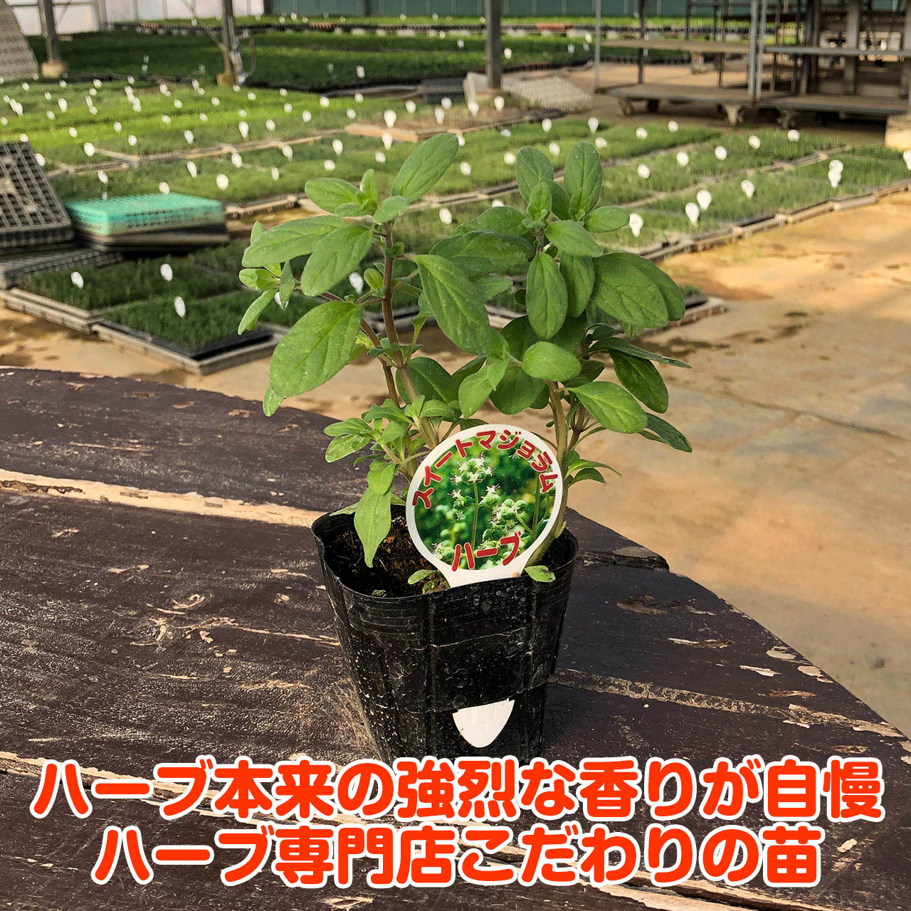 【本日P2倍】 ハーブ 苗 スイートマジョラム（苗木 料理 ハーブ苗専門店 感動する...