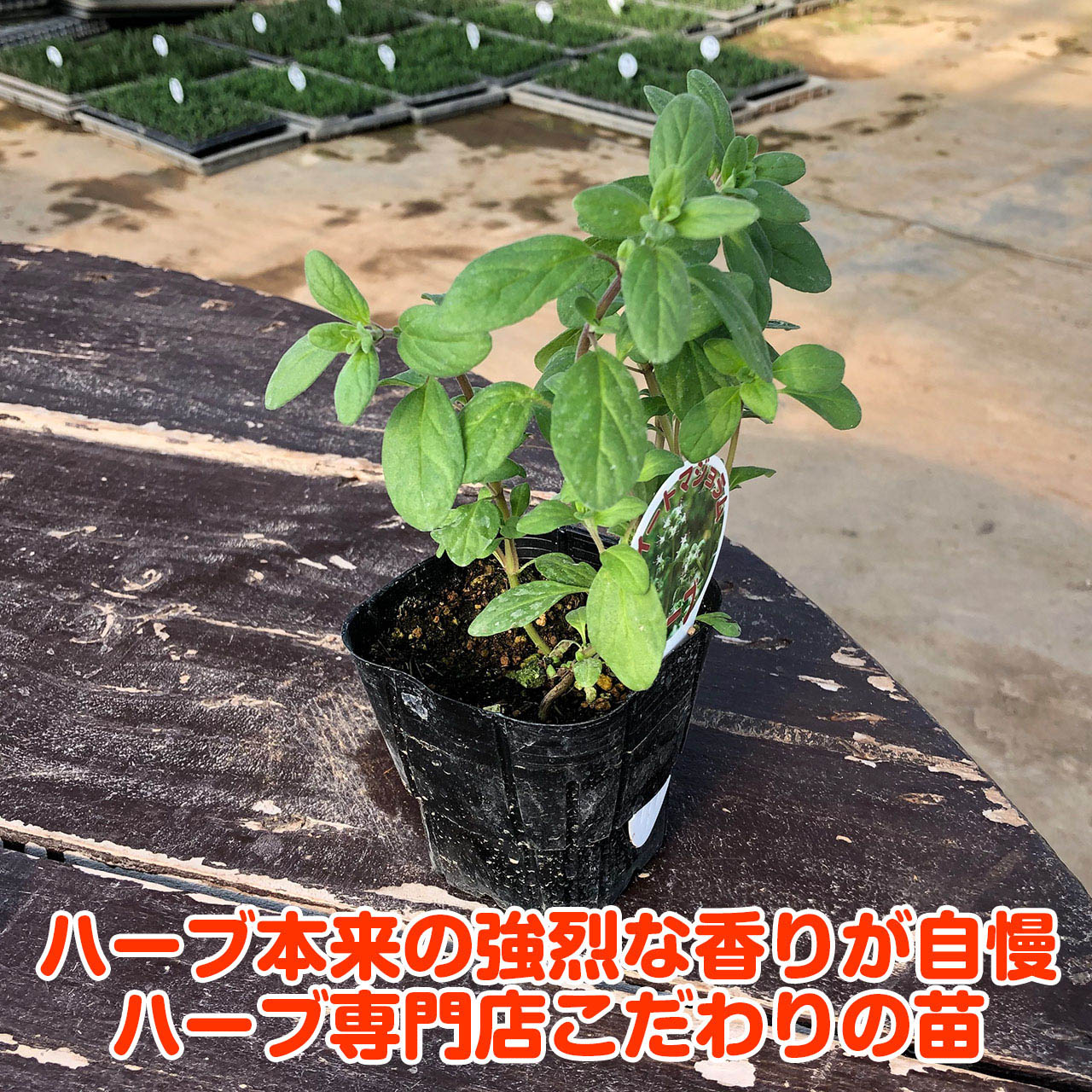 【本日P2倍】 ハーブ 苗 スイートマジョラム（苗木 料理 ハーブ苗専門店 感動する...