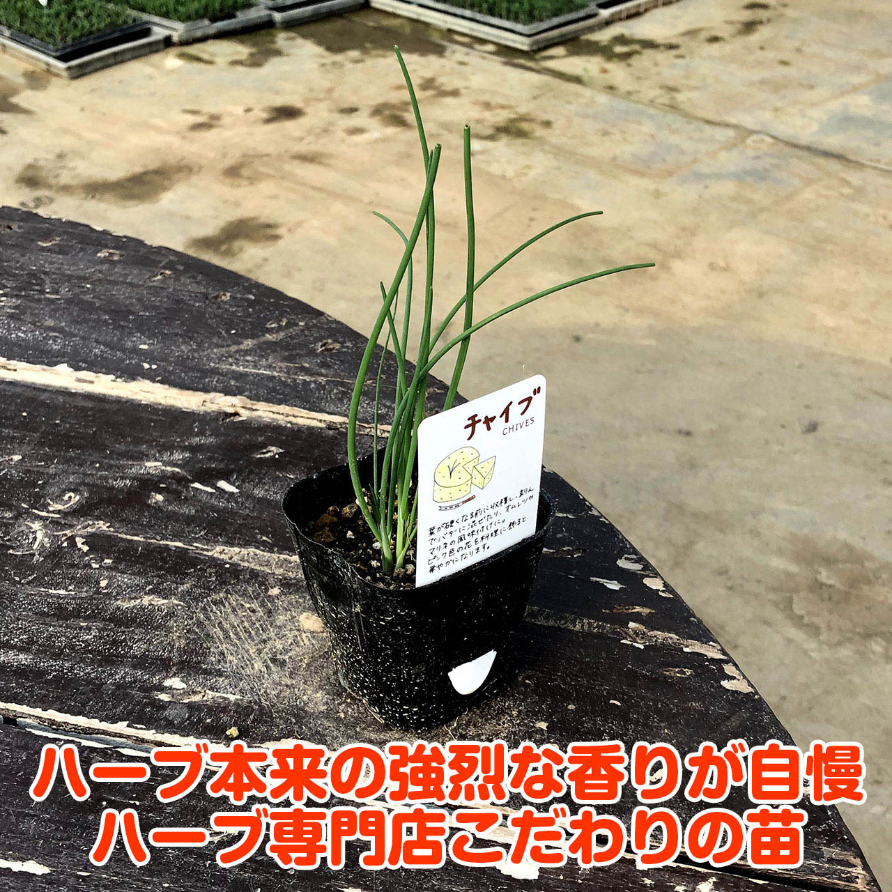 【本日P2倍】 ハーブ 苗 チャイブ（ハーブティー 栽培キット 寄せ植え 鉢植え タイ...