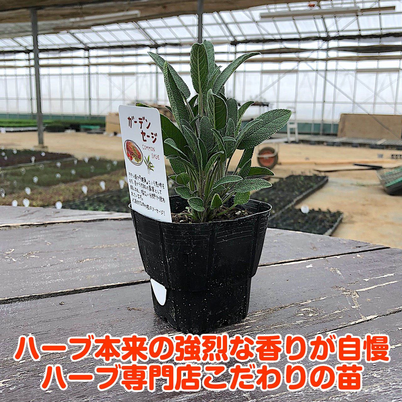 消化促進 強壮作用 抗菌作用 ヨーロッパで万能薬として親しまれている人気抜群のハーブです ハーブ本来の香りが自慢のハーブ苗 ハーブ 苗 ガーデン セージ 免疫力 高める 免疫力を強くする 花苗 苗木 多年生 多年草 栽培 寄せ植え 料理 乾燥 色々な セージティ 浄化