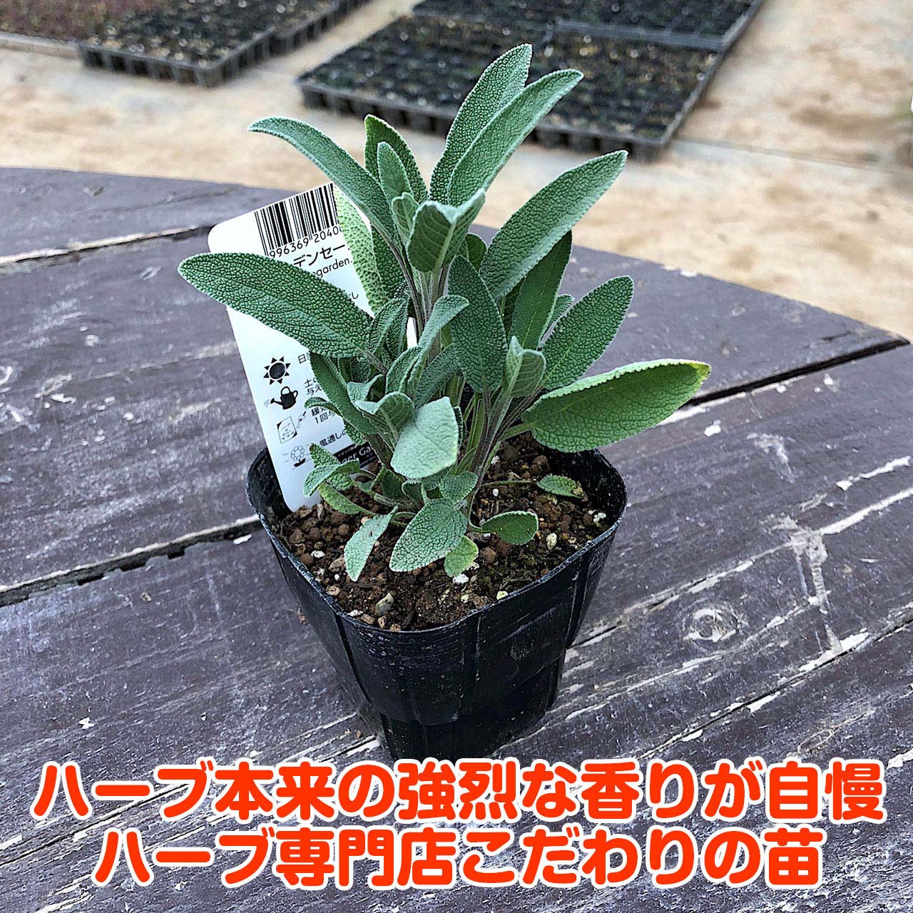 消化促進 強壮作用 抗菌作用 ヨーロッパで万能薬として親しまれている人気抜群のハーブです ハーブ本来の香りが自慢のハーブ苗 ハーブ 苗 ガーデン セージ 免疫力 高める 免疫力を強くする 花苗 苗木 多年生 多年草 栽培 寄せ植え 料理 乾燥 色々な セージティ 浄化