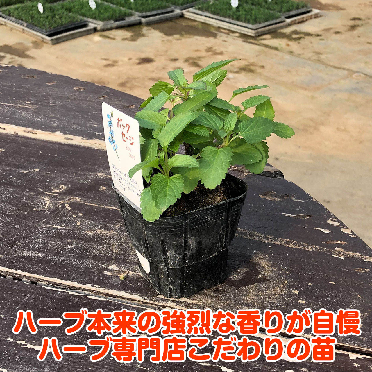 【本日P2倍】 ハーブ 苗 ボッグ セージ（花苗 苗木 多年生 多年草 宿根草 栽培 寄...