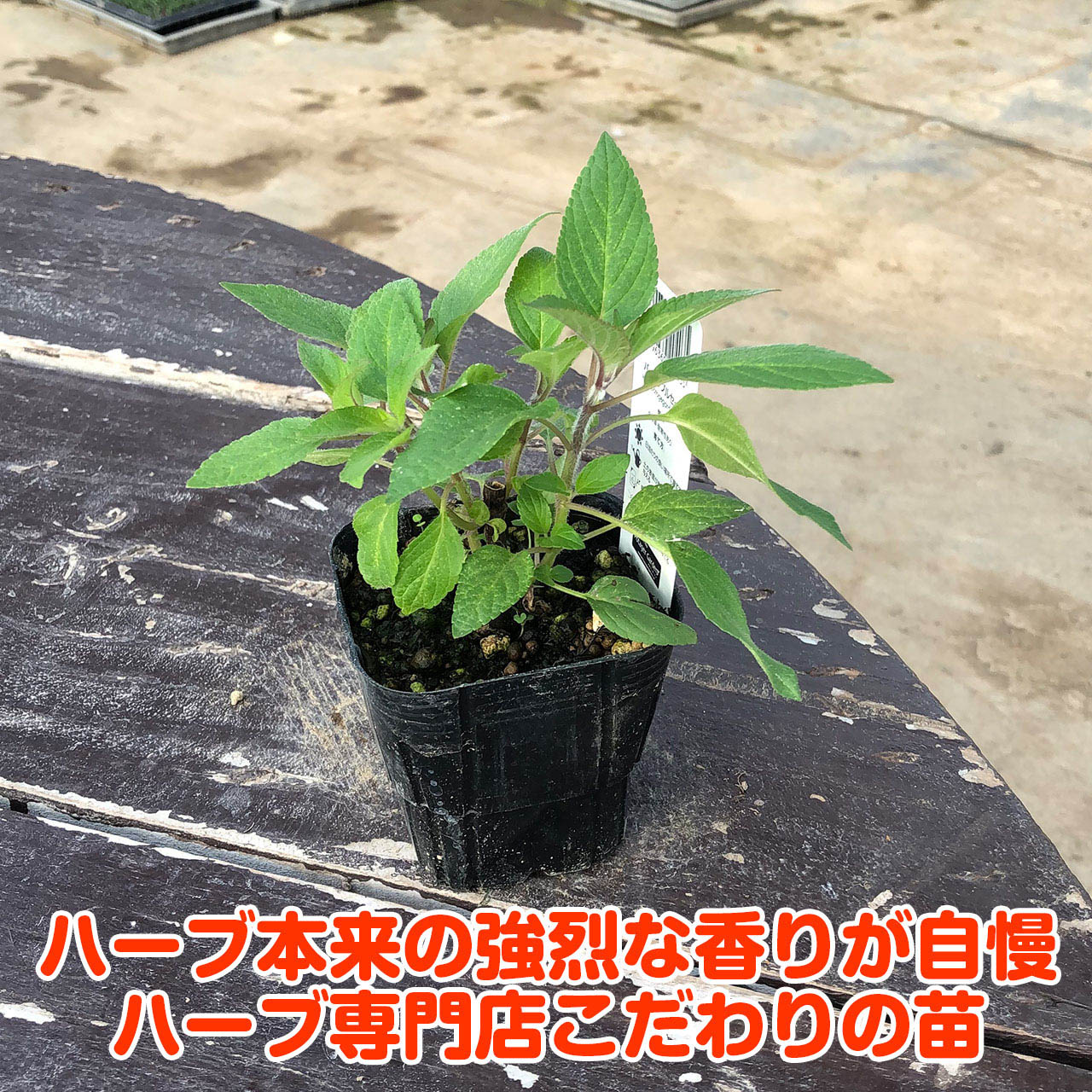 週間売れ筋 真っ赤な可愛い花を咲かせます パイナップルのような甘い香り ハーブ本来の香りが自慢のハーブ苗 ハーブ 苗 パイナップル セージ 花苗 苗木 多年生 多年草 栽培 寄せ植え 育て方 使い方 選び方 野菜 販売 消化促進 香水 時期 ハーブティ セージティ 色 強壮 週間売れ筋 真っ赤な可愛い花を咲かせます パイナップルのような甘い香り ハーブ本来の香りが自慢のハーブ苗 ハーブ 苗 パイナップル セージ 花苗 苗木 多年生 多年草 栽培 寄せ植え 育て方 使い方 選び方 野菜 販売 消化促進 香水 時期 ハーブティ セージティ 色 強壮