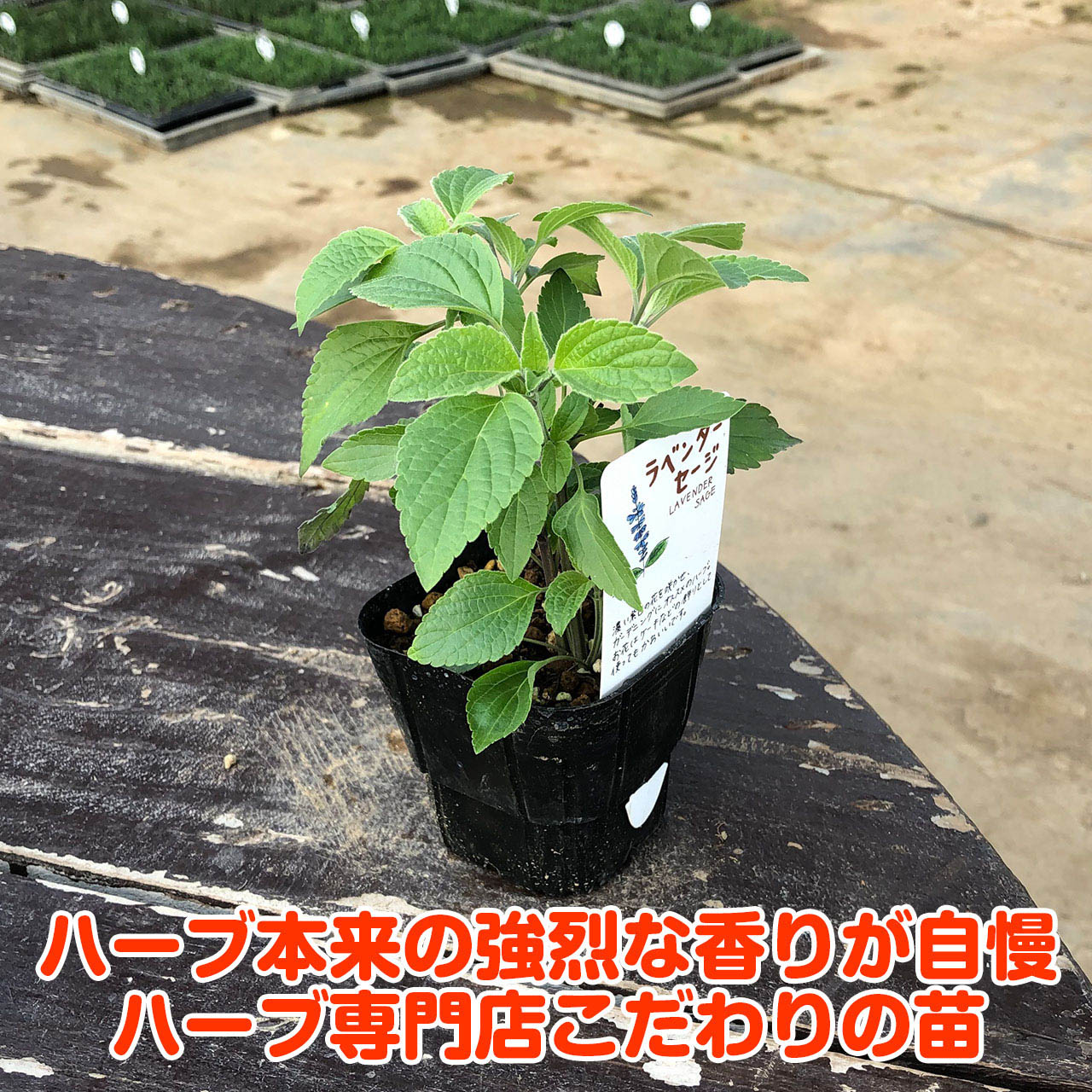 【本日P2倍】 ハーブ 苗 ラベンダー セージ（花苗 苗木 多年生 多年草 栽培 寄せ植...