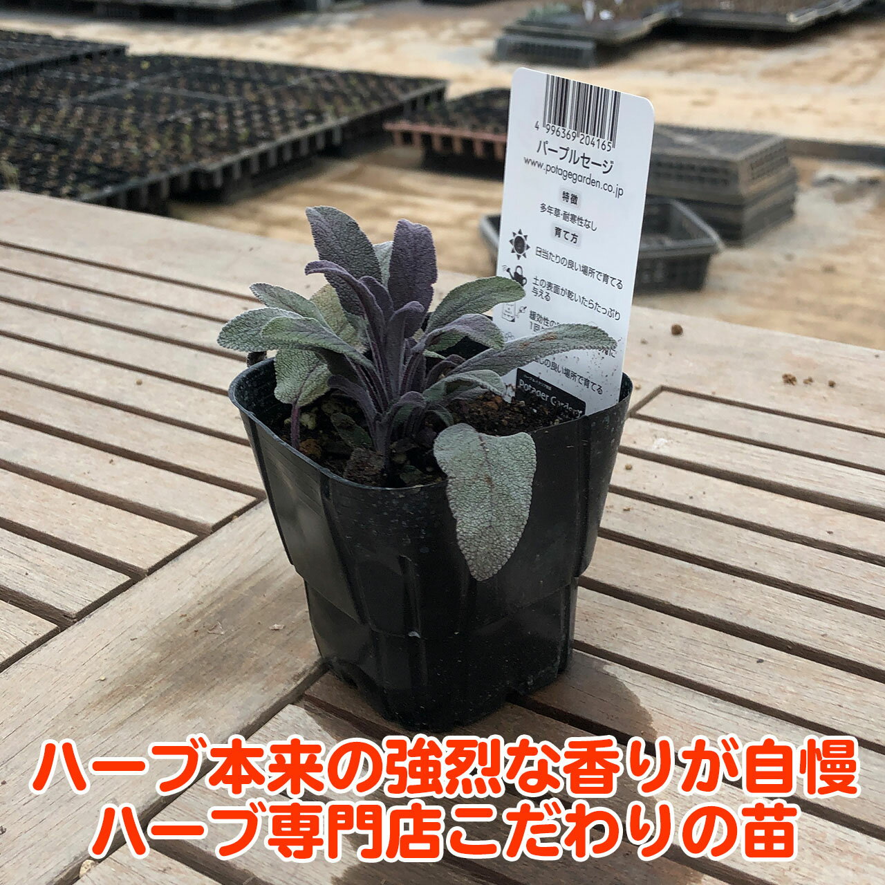 葉色が可愛い観賞用セージ コモンセージと同様の使い方ができます ハーブ本来の香りが自慢のハーブ苗 ハーブ 苗 パープル セージ 花苗 苗木 多年生 多年草 栽培 寄せ植え 育て方 使い方 野菜 収穫 時期 作り方 血圧降下 お香 整腸 解熱 花言葉 乾燥 強壮 ブランドのギフト