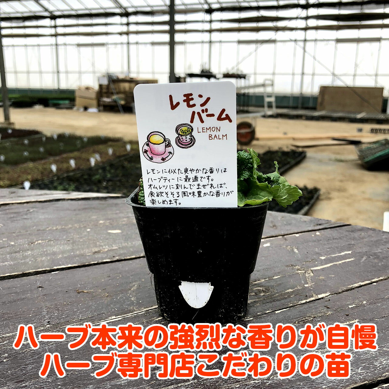 ハーブ本来の香りが自慢のハーブ苗 レモンに似た爽やかな香りでハーブティーにおすすめです ハーブ 苗 レモンバーム ハーブティー ハーブガーデン 栽培キット 花苗 ガーデニング ドライハーブ 室内 乾燥 プランター 料理 キット ハーブウォーター 寄せ植え 超人気 専門店