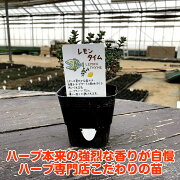 楽天市場 本日p2倍 Tv紹介商品 ハーブ 苗 レモンタイム ハーブ苗 栽培キット 英語 効能 代用 スーパー 種類 料理 育て方 使い方 選び方 ラベンダー 寄せ植え ハーブティー 種 レシピ 鉢植え バジル ローズマリー ミント 花苗 セット 送料無料 ドライハーブ 野菜 楽天市場 本日p2倍 Tv紹介商品 ハーブ 苗 レモンタイム ハーブ苗 栽培キット 英語 効能 代用 スーパー 種類 料理 育て方 使い方 選び方 ラベンダー 寄せ植え ハーブティー 種 レシピ 鉢植え バジル ローズマリー ミント 花苗 セット 送料無料 ドライハーブ 野菜
