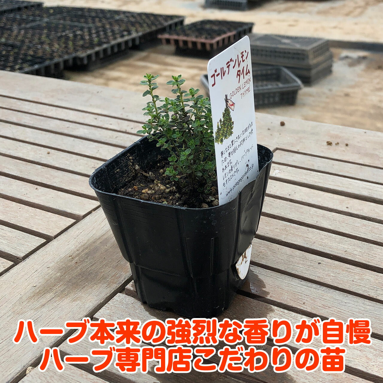ハーブ本来の香りが自慢のハーブ苗 ガーデンの縁取りにおすすめです ハーブ 苗 ゴールデンレモンタイム ハーブ苗 栽培キット 超歓迎 英語 効能 種類 料理 育て方 使い方 選び方 ラベンダー ミント バジル 水耕栽培 セット 野菜 花苗 Gレモンthyme 鉢植え ハーブティー