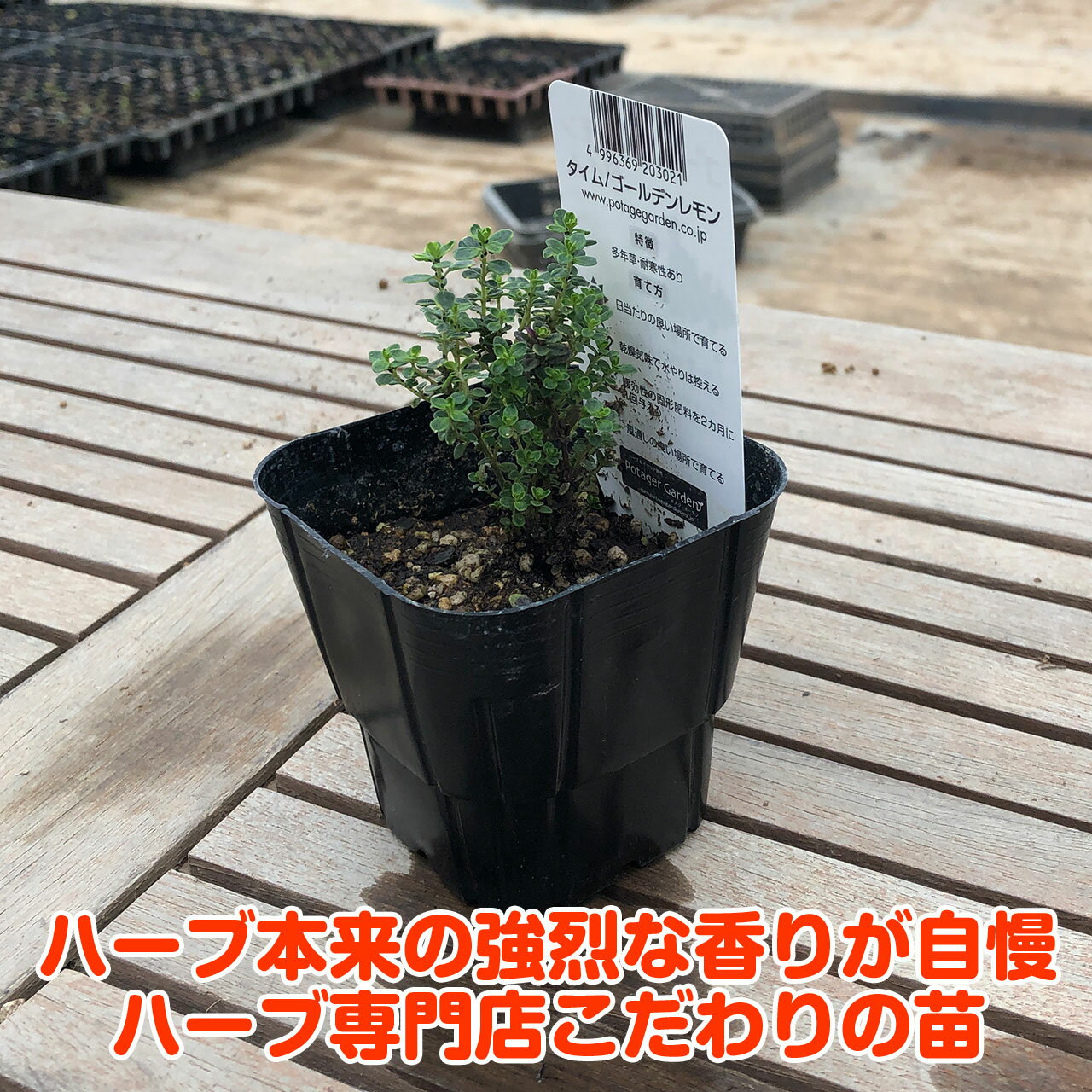 ハーブ本来の香りが自慢のハーブ苗 ガーデンの縁取りにおすすめです ハーブ 苗 ゴールデンレモンタイム ハーブ苗 栽培キット 超歓迎 英語 効能 種類 料理 育て方 使い方 選び方 ラベンダー ミント バジル 水耕栽培 セット 野菜 花苗 Gレモンthyme 鉢植え ハーブティー