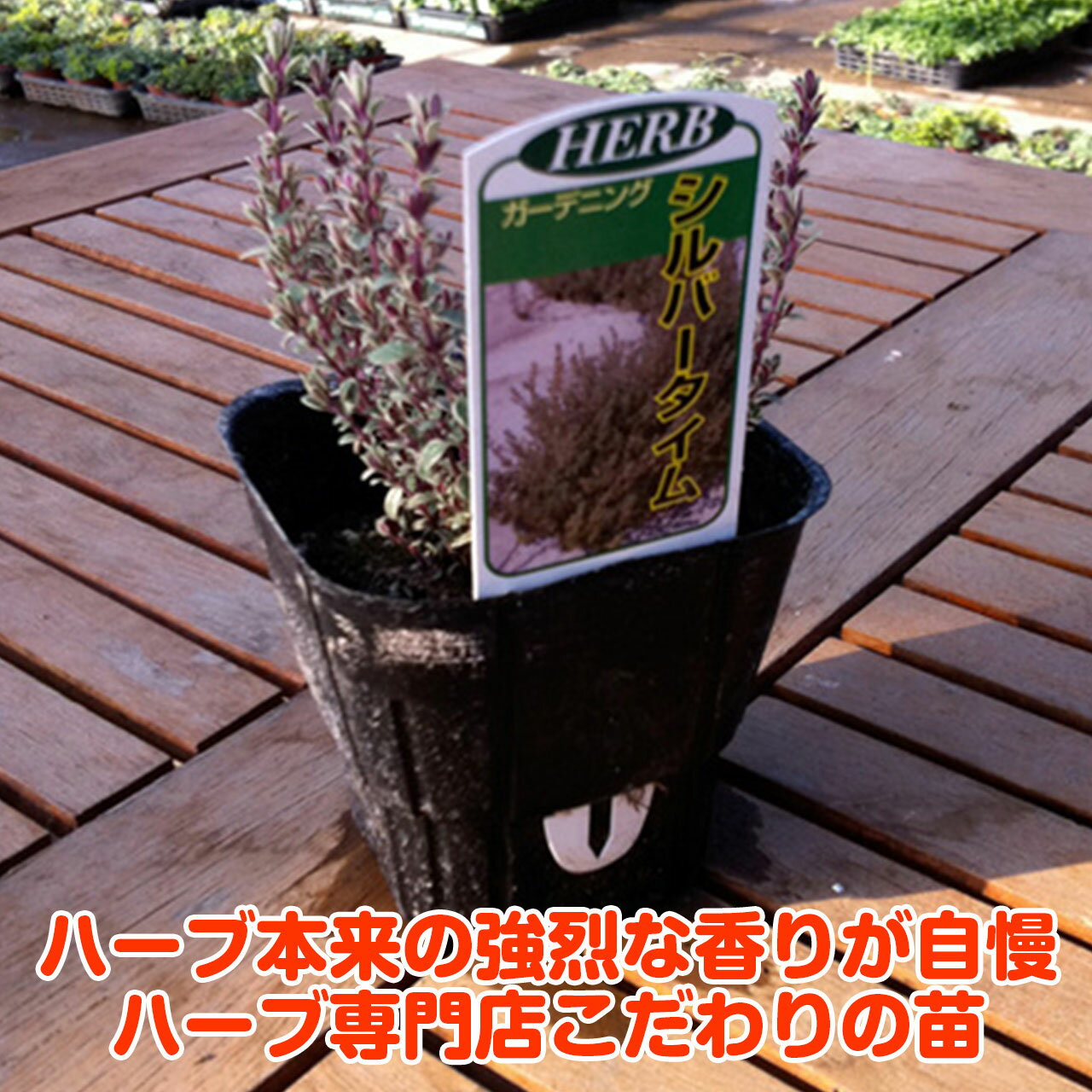 ハーブ本来の香りが自慢のハーブ苗 クリーム ダークグリーンの葉がかわいいです ハーブ 苗 シルバータイム ハーブ苗 栽培キット 英語 効能 代用 種類 料理 育て方 使い方 選び方 野菜 種 ラベンダー 商い セット バジル 鉢植え ミント 送料無料 ドライハーブ 水耕栽培