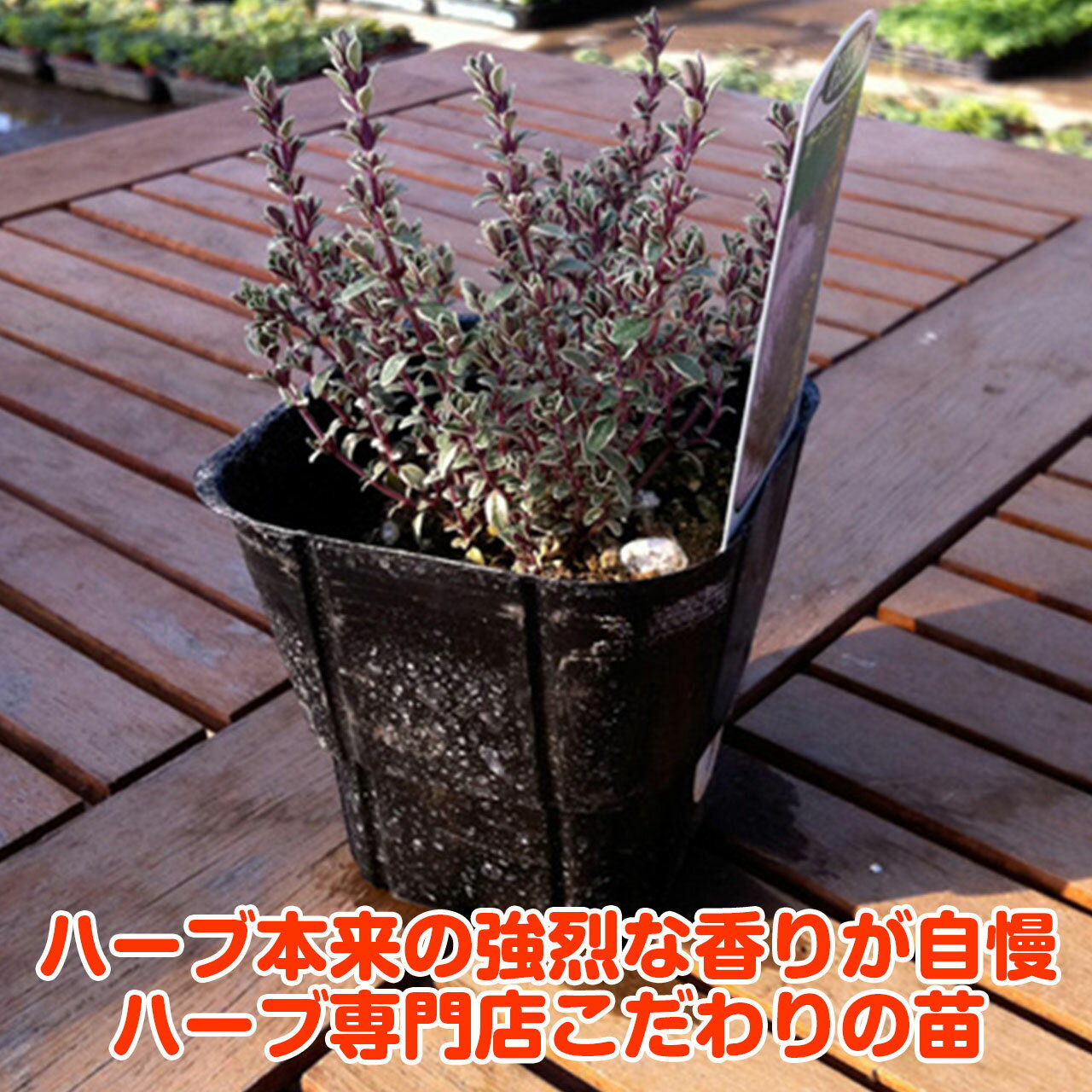 ハーブ本来の香りが自慢のハーブ苗 クリーム ダークグリーンの葉がかわいいです ハーブ 苗 シルバータイム ハーブ苗 栽培キット 英語 効能 代用 種類 料理 育て方 使い方 選び方 野菜 種 ラベンダー 商い セット バジル 鉢植え ミント 送料無料 ドライハーブ 水耕栽培