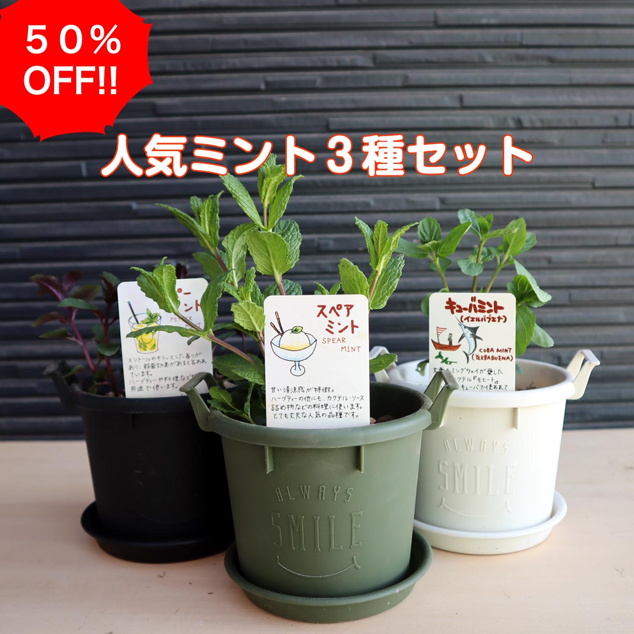 【本日P2倍】半額相当 ハーブ ミント 苗 3種セット（苗 セット プラ製プランター かわいい 寄せ植え ハーブティー ハーブガーデン 観葉植物 送料無料 バジル ローズマリー ミント 花苗 苗木 家庭菜園 女子力 鉢植え 土 herb）