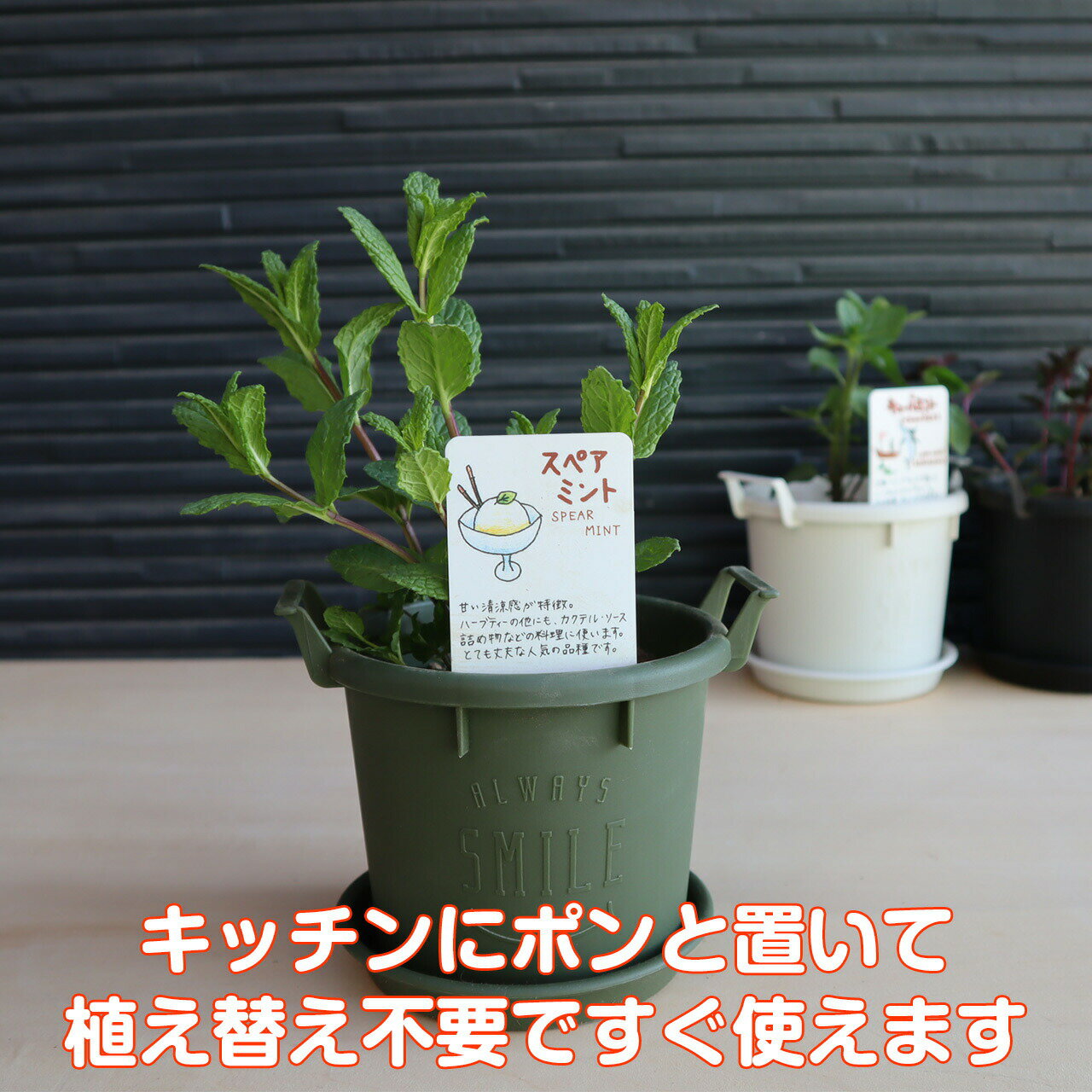 【本日P2倍】 ハーブ スペアミント 苗 植え替え不要（苗 セット プラ製プランター ...