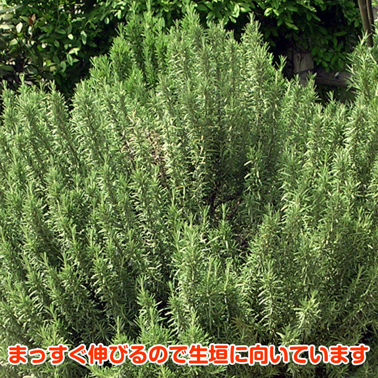 真っ白で涼しげな花が咲くので カラフルなハーブと一緒に植えて彩り豊かなガーデニングをどうぞ ハーブ 苗 ローズマリー レックス 精油 鉢 鉢植え 花苗 苗木 栽培キット 室内 庭 ベランダ 食用 アロマオイル 効能 お得な情報満載 挿し木 寄せ植え タイム ミント