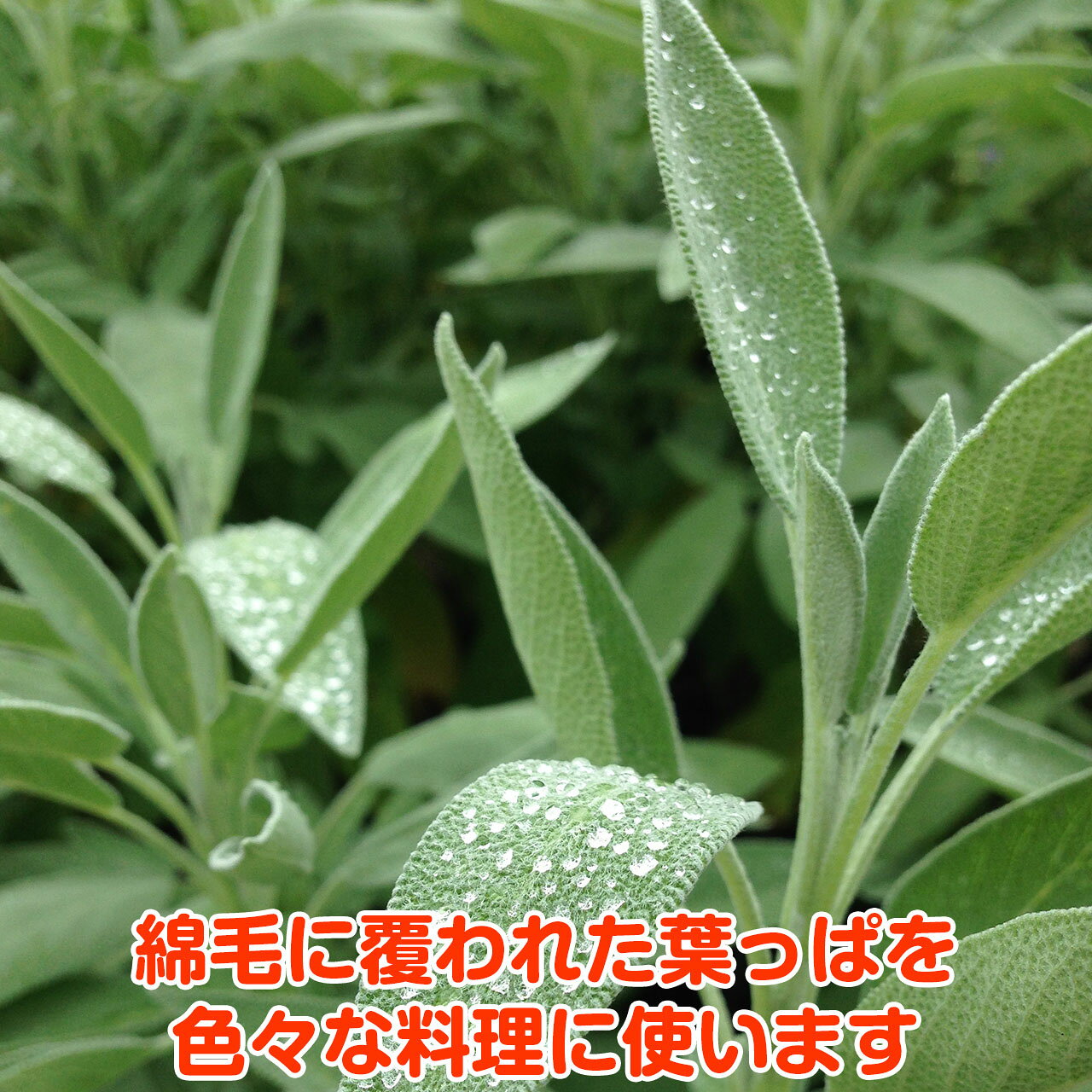 消化促進 強壮作用 抗菌作用 ヨーロッパで万能薬として親しまれている人気抜群のハーブです ハーブ本来の香りが自慢のハーブ苗 ハーブ 苗 ガーデン セージ 免疫力 高める 免疫力を強くする 花苗 苗木 多年生 多年草 栽培 寄せ植え 料理 乾燥 色々な セージティ 浄化