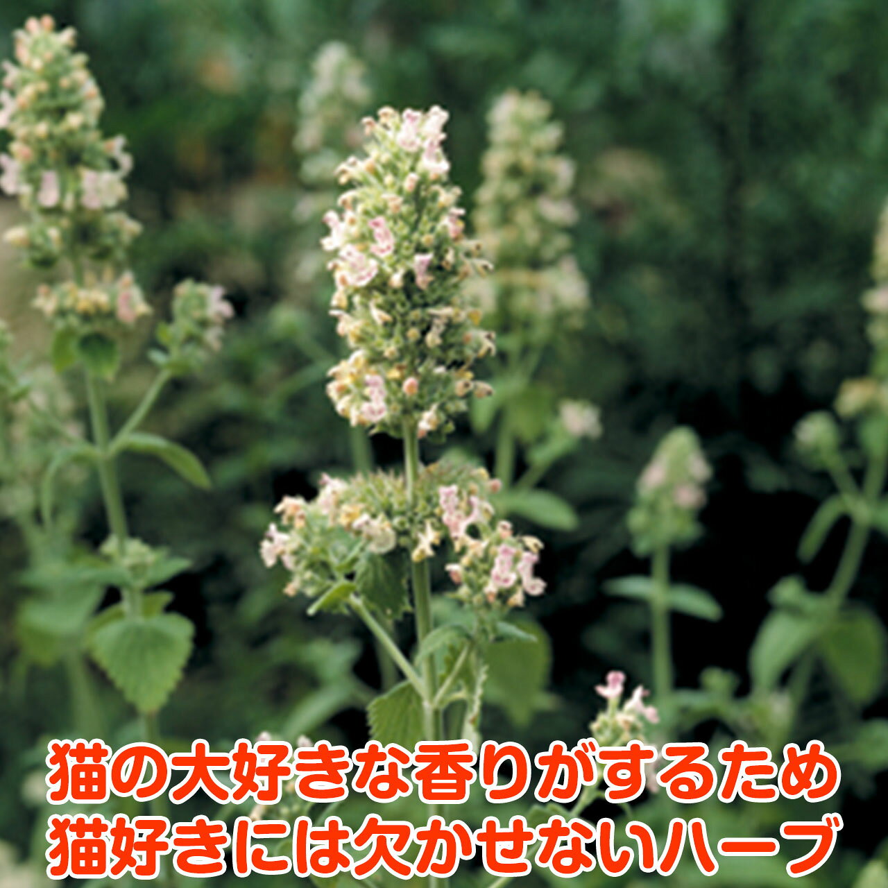 ハーブ本来の香りが自慢のハーブ苗 ポプリにすると猫のおもちゃになります ハーブ 苗 キャットニップ ハーブティー ハーブガーデン 栽培キット 花苗 ガーデニング 豪華ラッピング無料 ドライハーブ 料理 乾燥 室内 ハーブウォーター プランター セット 家庭菜園 ティー