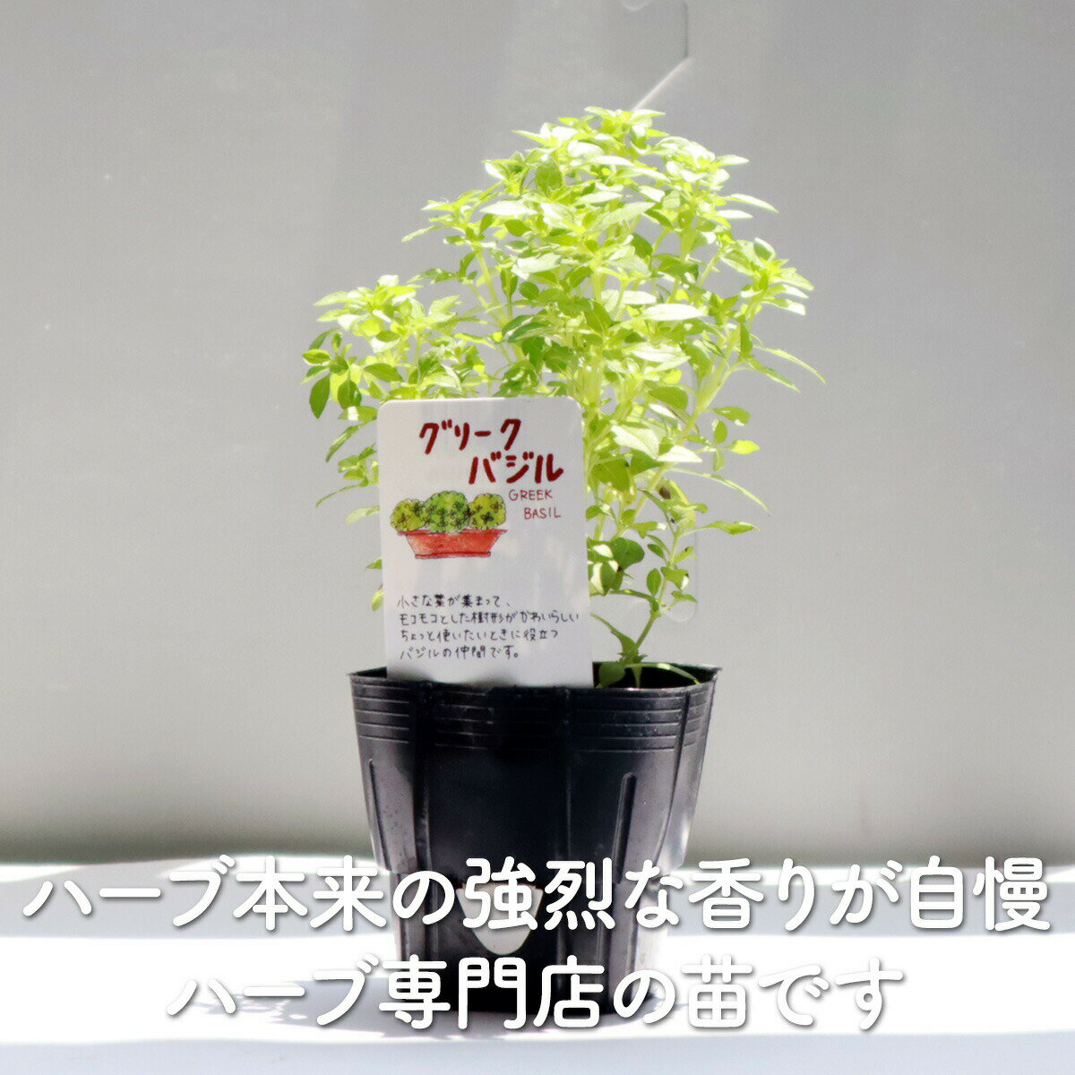 【本日P2倍】 ハーブ 苗 グリークバジル（ハーブティー ハーブガーデン 栽培キット...