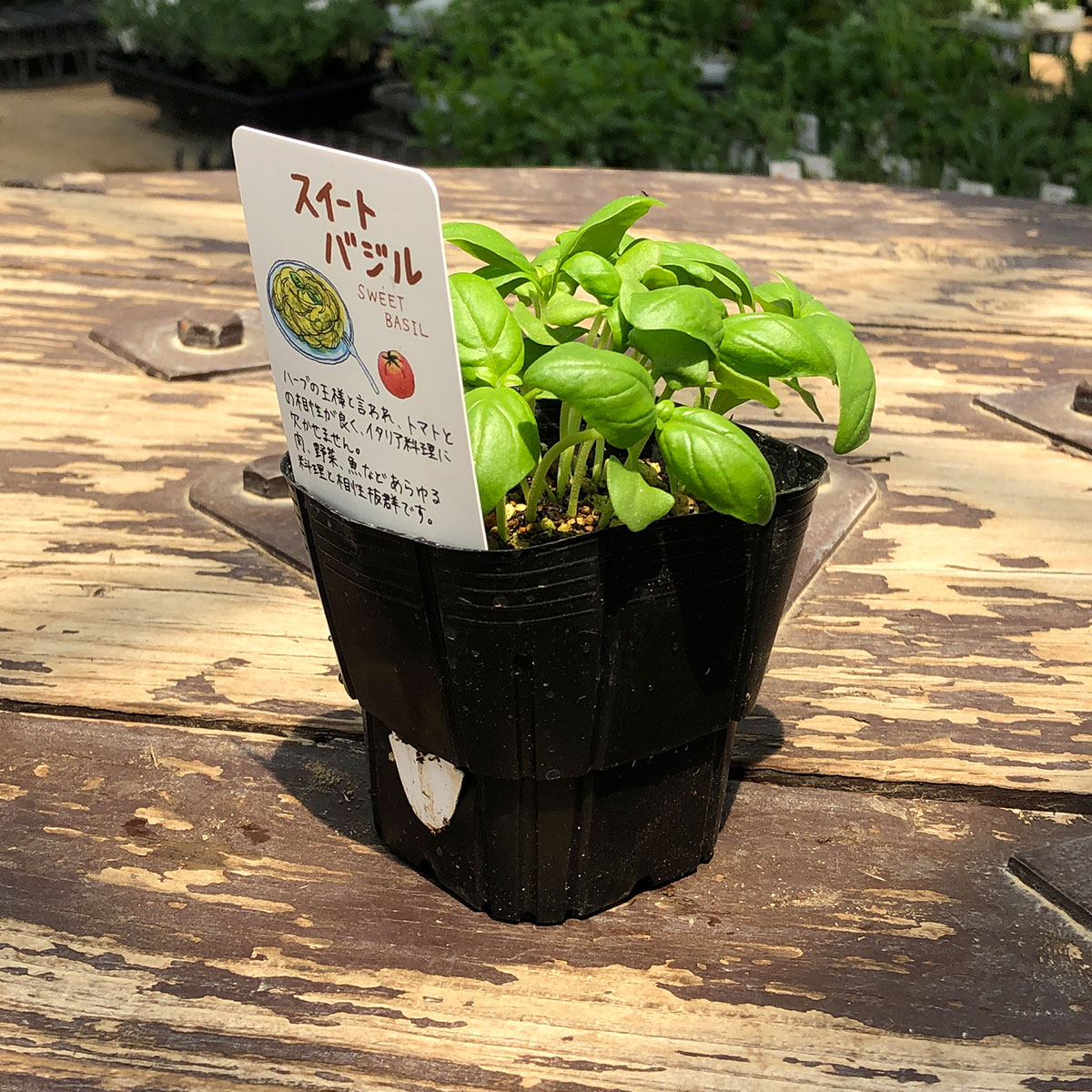 【本日P2倍】 苗 スイートバジル（トマト ハーブ 料理 ハーブティー 栽培キット 花...