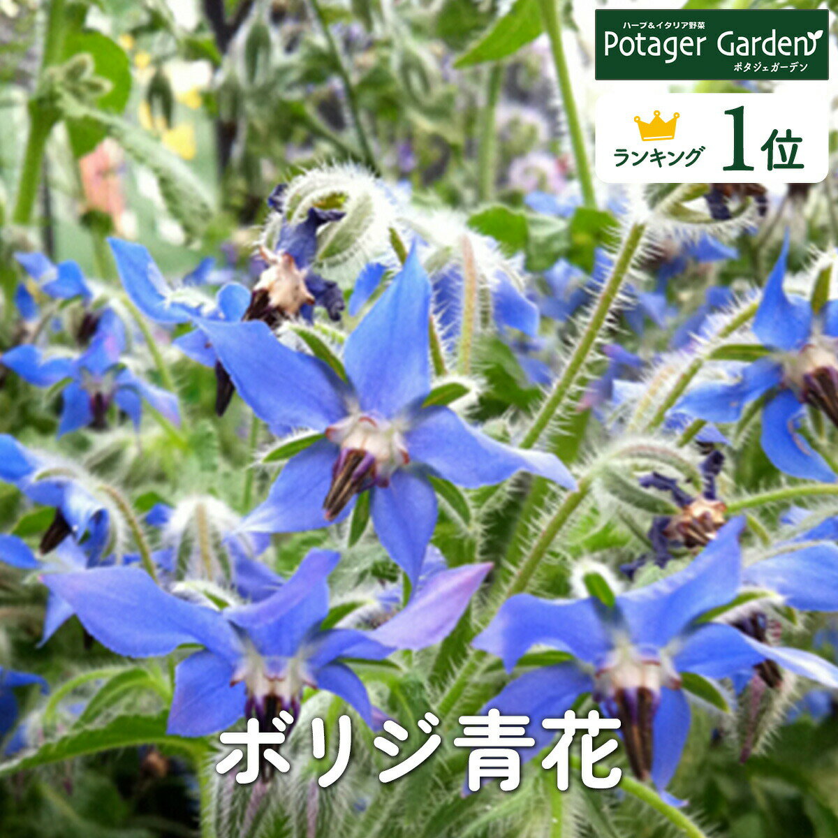 ハーブ 苗 ボリジ青花（ハーブティー 栽培キット 寄せ植え 鉢植え タイム 乾燥 ドライハーブ セット 室内 プランター 種 ラベンダー 苗木 花苗 観葉植物 ハーブガーデン ハーブミックス ハーブの土 かわいい）ボリジ青