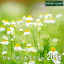 【本日P2倍】 【TV紹介】ハーブ 苗 ジャーマンカモマイル 20個(カモミール ハーブティー ブレンド おすすめ 利尿作用 風邪 カモミールティ ティーバッグ ジャスミンティ 栽培 ローズゼラニウム 効果 香水 育て方 使い方 更年期 エキナセア 花苗 苗木 送料無料)