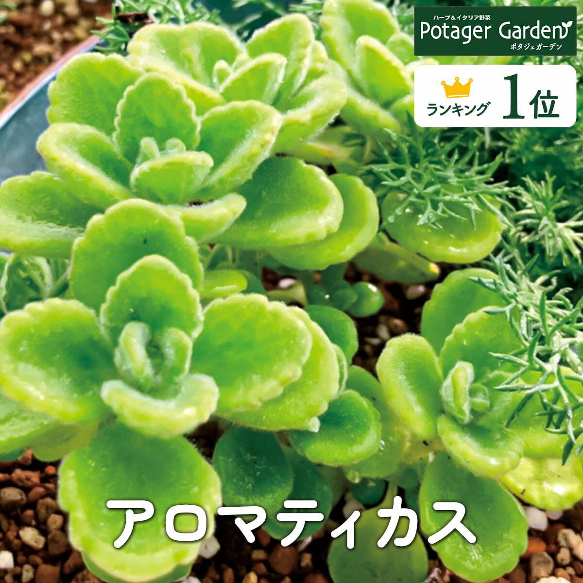 【本日P2倍】 ハーブ 苗 アロマティカス（ハーブティー 栽培キット 寄せ植え 鉢植え タイム 乾燥 ドライハーブ セット 室内 プランター 種 ラベンダー 苗木 花苗 観葉植物 ハーブガーデン ハーブミックス ハーブの土 かわいい）