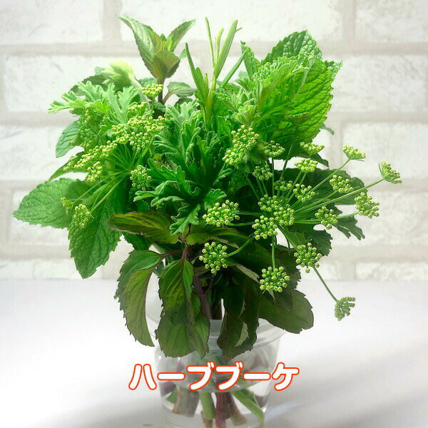 【本日P2倍】 ハーブ ブーケ ミント（苗 通販 ハーブティー 寄せ植え セット 本 生花 母の日 花束 ミニブーケ スワッグ ケース ブーケガルニ 作り方 東京 イラスト 贈り物 種類）