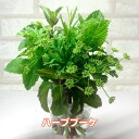 ハーブ ブーケ ミント（苗 通販 ハーブティー 寄せ植え セット 本 生花 母の日 花束 ミニブーケ スワッグ ケース ブーケガルニ 作り方 東京 イラスト 贈り物 種類）