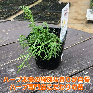 30個 カモミール 更年期 送料無料 ハーブ苗のポタジェガーデンヨーロッパでも人気のリラックスハーブ ハーブ本来の香りが自慢のハーブ苗 ミント ジャーマンカモマイル 花苗 カモミールティ 利尿作用 ハーブティー 苗木 花苗 ガーデニング 農業 効果 風邪 使い方 30個 カモミール 更年期 送料無料 ハーブ苗のポタジェガーデンヨーロッパでも人気のリラックスハーブ ハーブ本来の香りが自慢のハーブ苗 ミント ジャーマンカモマイル 花苗 カモミールティ 利尿作用 ハーブティー 苗木 花苗 ガーデニング 農業 効果 風邪 使い方