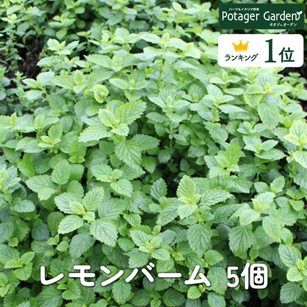 【本日P2倍】 ハーブ 苗 セット レモンバーム 5個（ハーブティー ハーブ苗 寄せ植え 鉢植え 栽培キット 種 野菜 ミント ラベンダー ローズマリー 花 東京 時期 卸 春 夏 秋 冬 種類 詰め合わせ Herb Lemonbalm）バーム5個