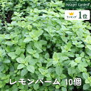 ハーブ 苗 セット レモンバーム 10個（ハーブティーハーブ 苗 セット 寄せ植え 鉢植え 栽培キット 種 野菜 ミント ラベンダー ローズマリー 花 東京 時期 卸 春 夏 秋 冬 種類 詰め合わせ Herb Lemonbalm）バーム10個