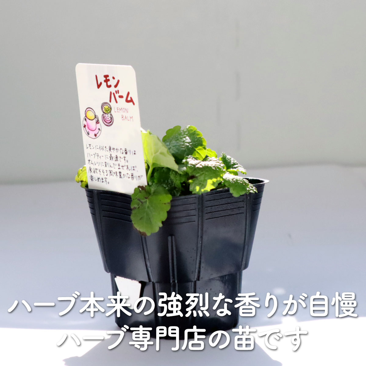 【本日P2倍】 ハーブ 苗 セット レモンバーム 5個（ハーブティー ハーブ苗 寄せ植...