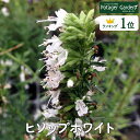 【本日P2倍】 ハーブ 苗 ヒソップホワイト(ハーブティー ハーブガーデン 栽培キット 花苗 ガーデニング ドライハーブ セット 室内 プランター 寄せ植え ティーバッグ ハーブウォーター 乾燥 料理 プランター 家庭菜園 キット)
