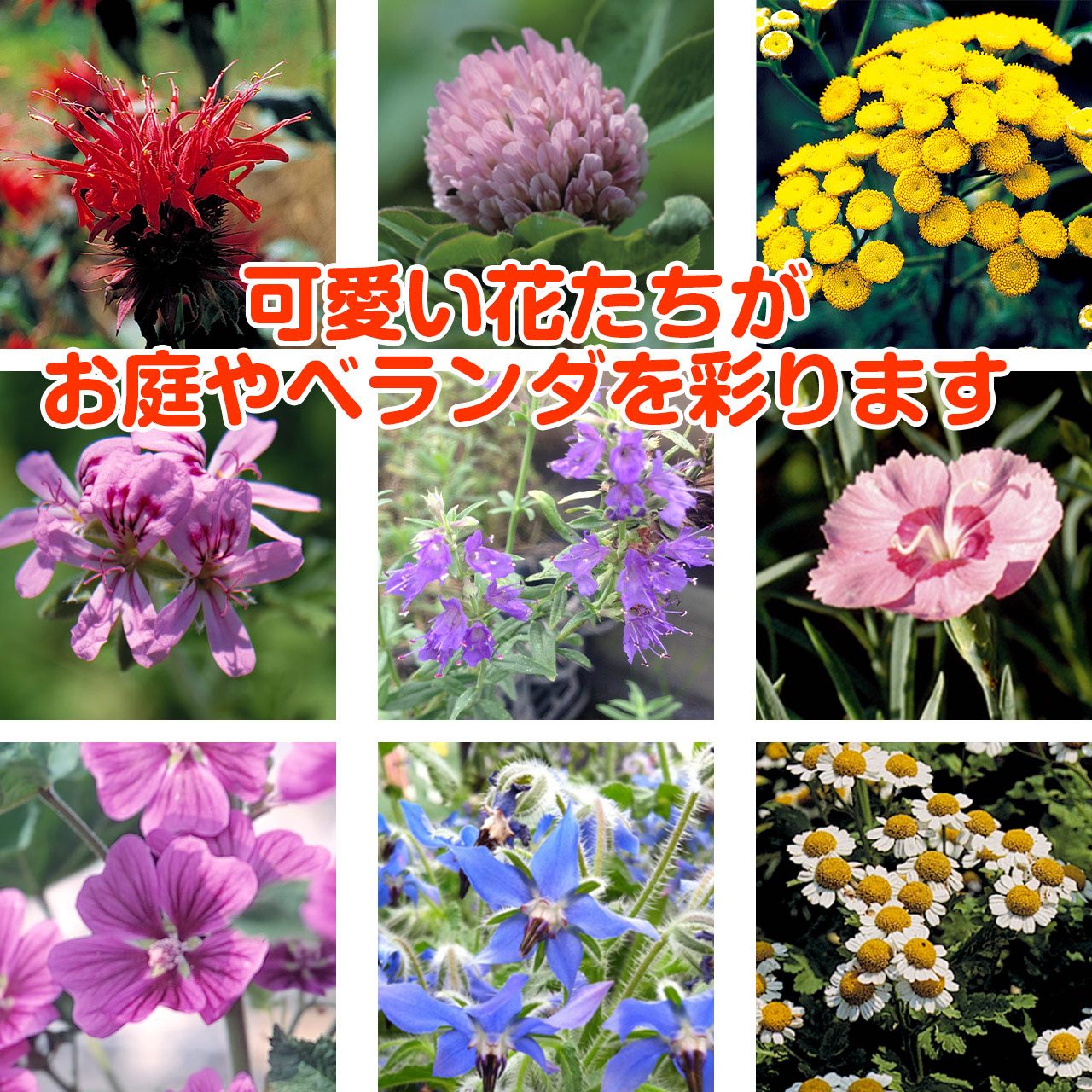 ハーブ苗セット