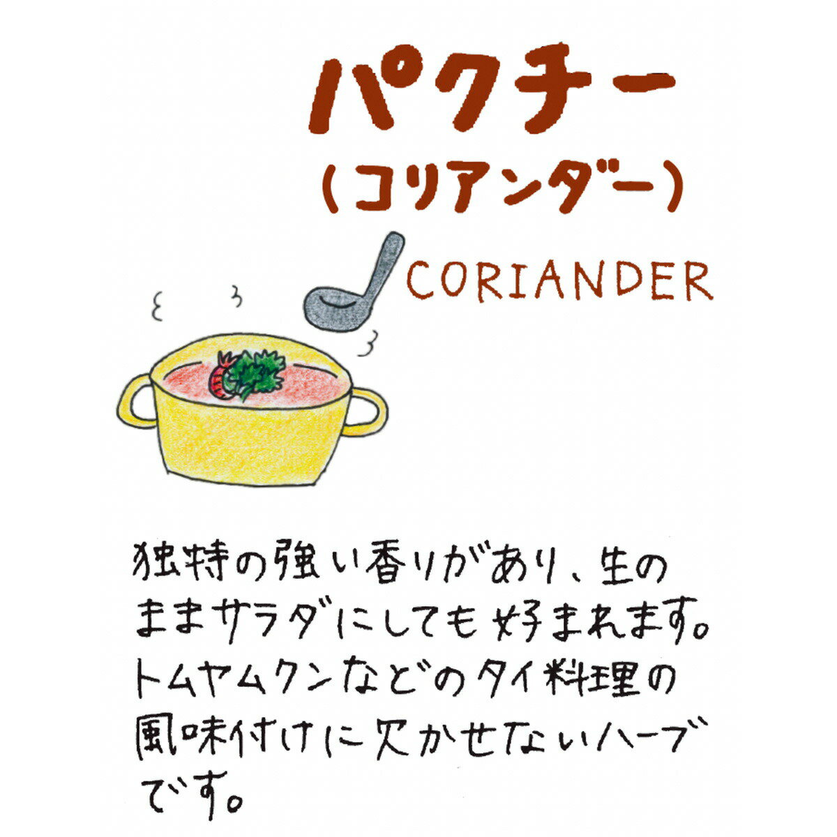 【本日P2倍】 【TV紹介】野菜苗 パクチー（コリアンダーハーブ 苗 栽培 ソース 種 ...